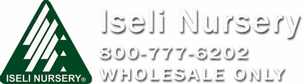 Iseli Nursery