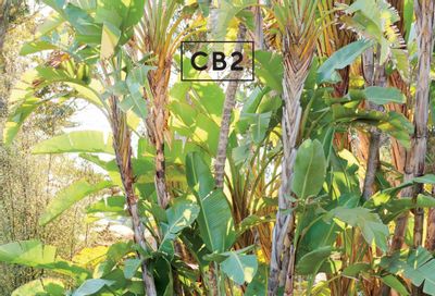 CB2 Weekly Ad Flyer June 1 to June 30