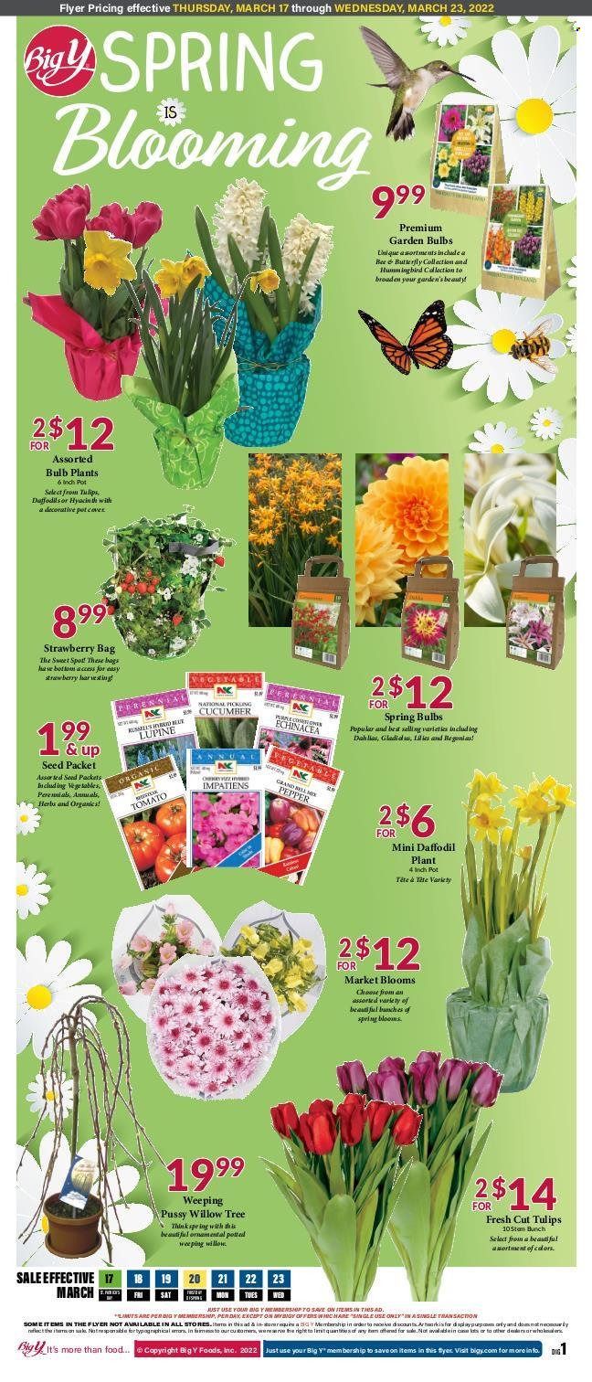 Big Y (CT) Weekly Ad Flyer March 16 to March 23