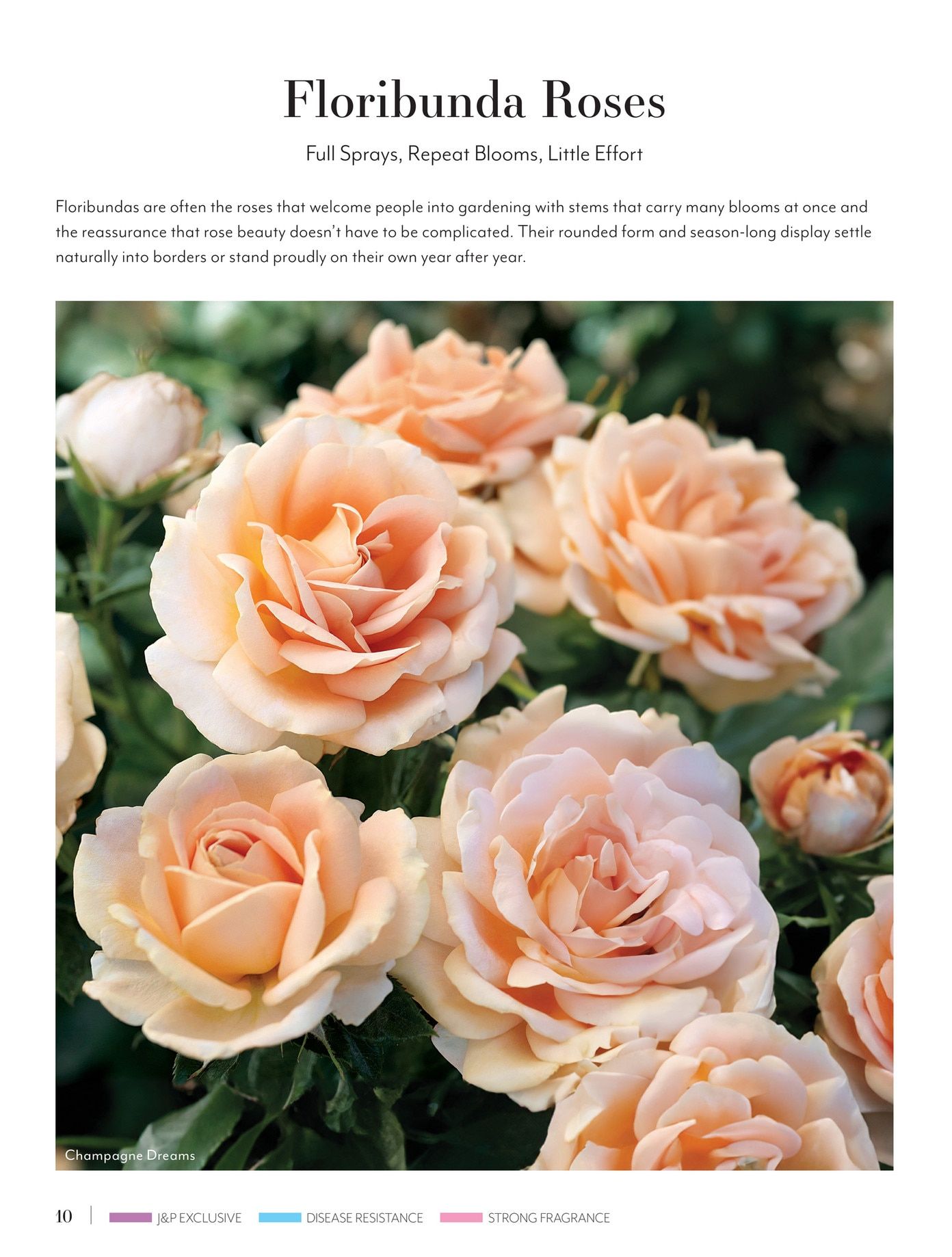 Jackson & Perkins Spring Garden Catalog Weekly Ad January 15, 2026 - January 14, 2027