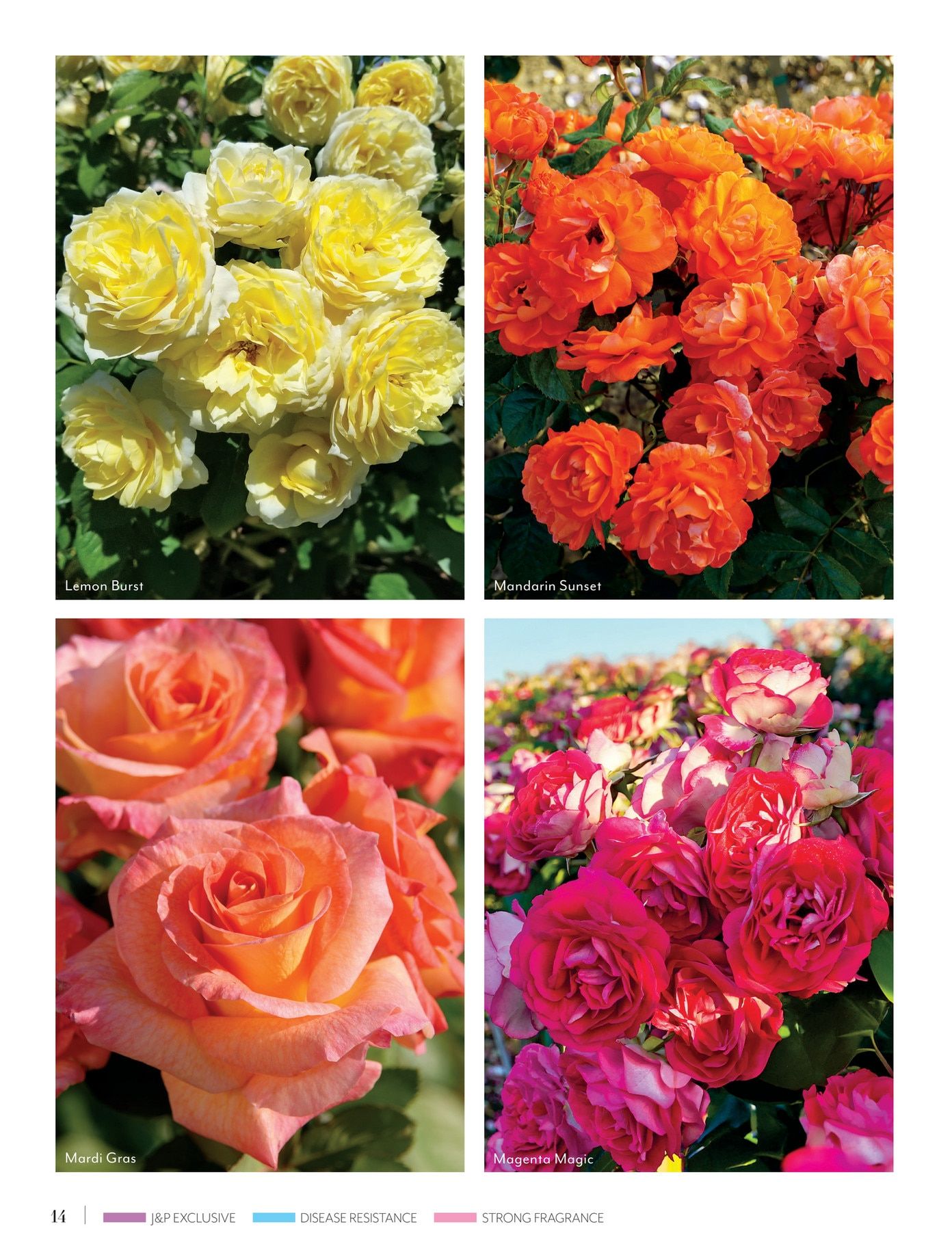 Jackson & Perkins Spring Garden Catalog Weekly Ad January 15, 2026 - January 14, 2027
