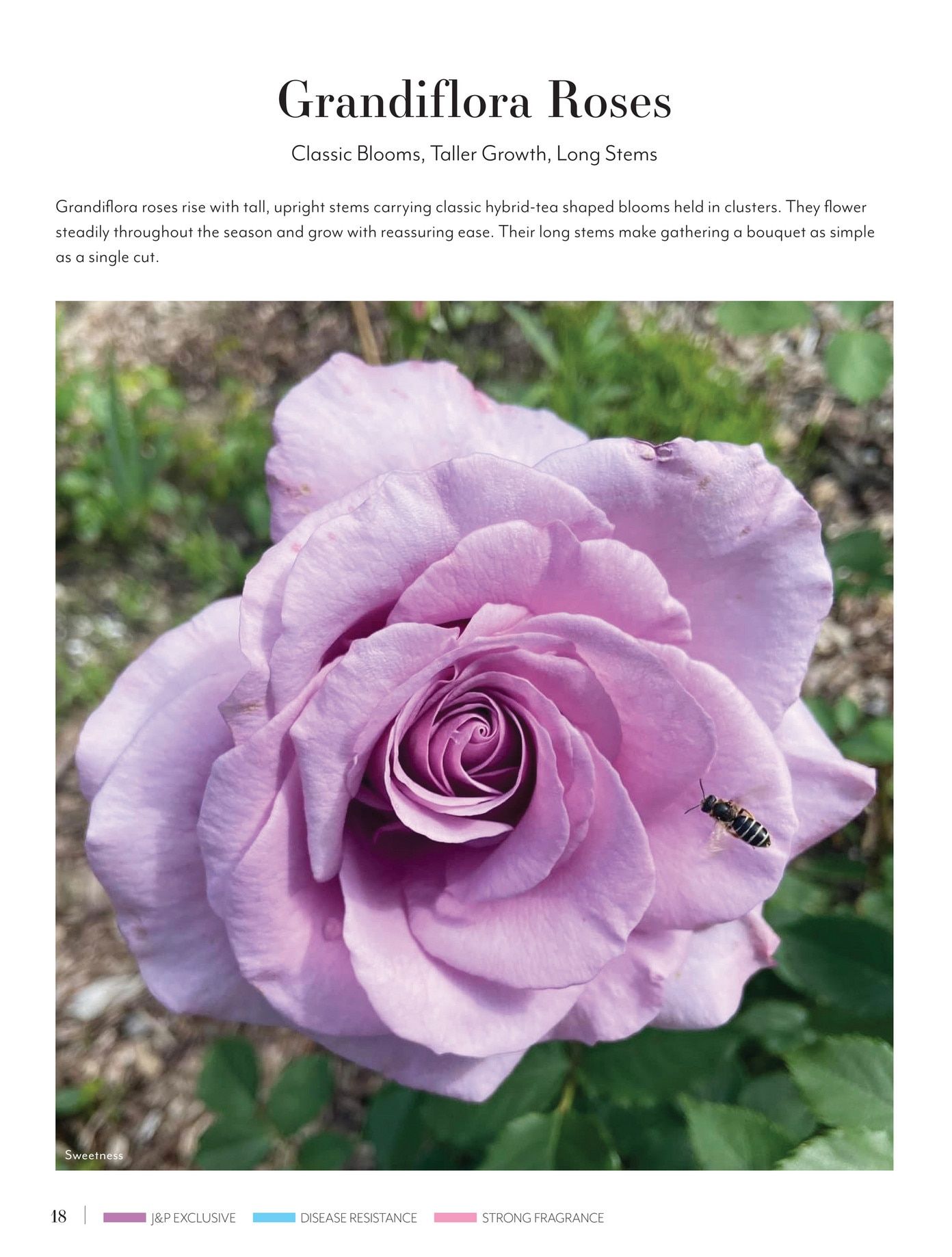 Jackson & Perkins Spring Garden Catalog Weekly Ad January 15, 2026 - January 14, 2027