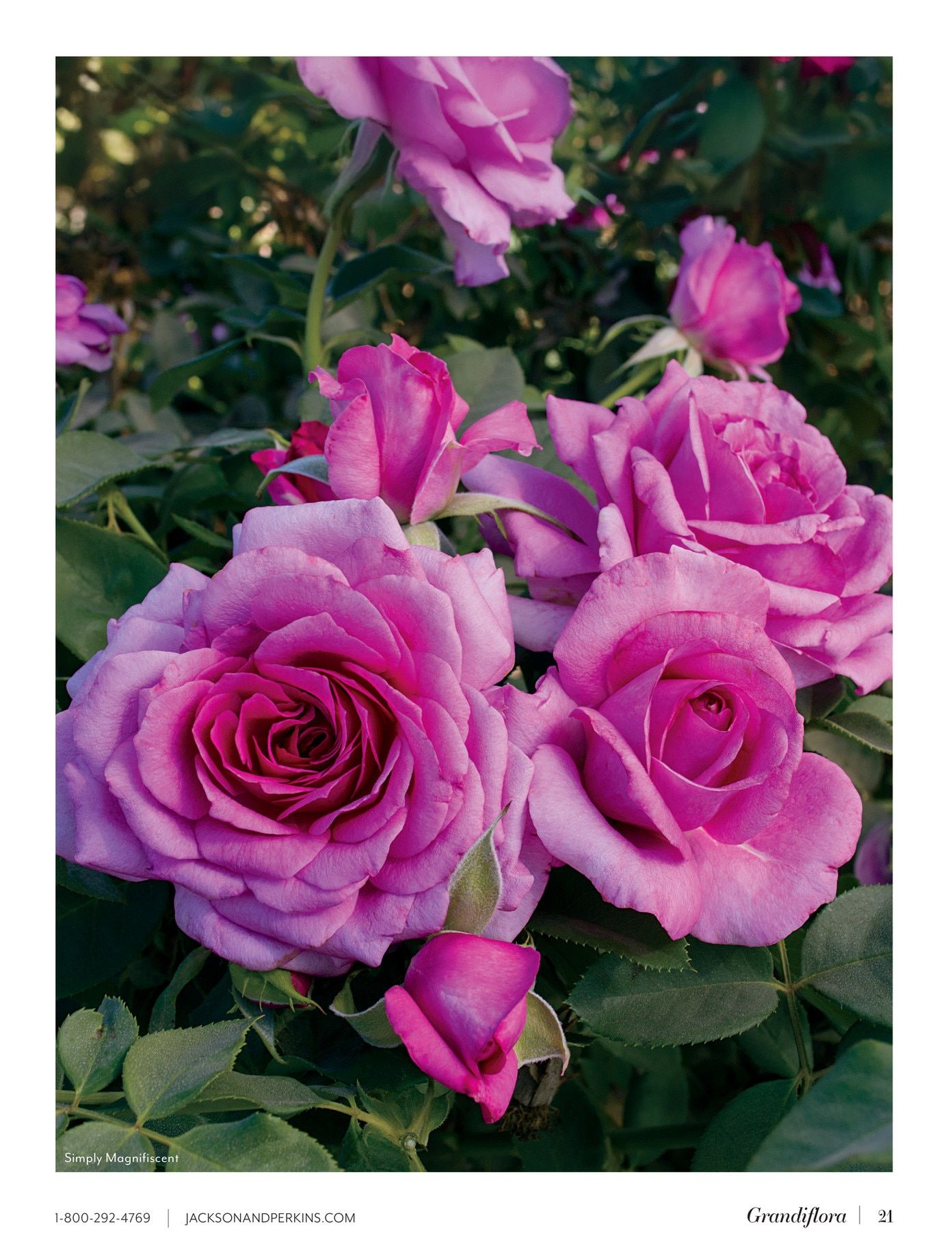 Jackson & Perkins Spring Garden Catalog Weekly Ad January 15, 2026 - January 14, 2027