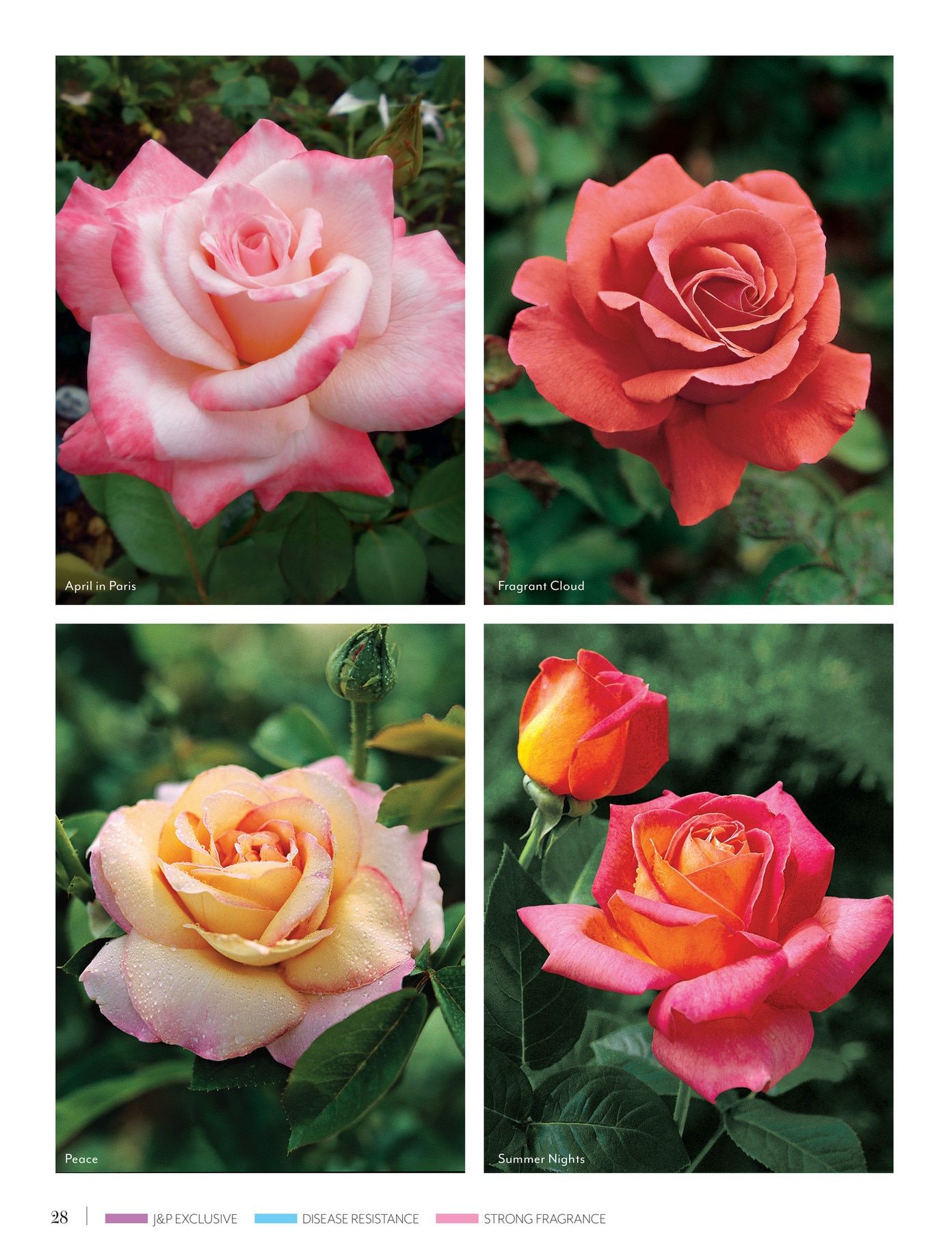 Jackson & Perkins Spring Garden Catalog Weekly Ad January 15, 2026 - January 14, 2027