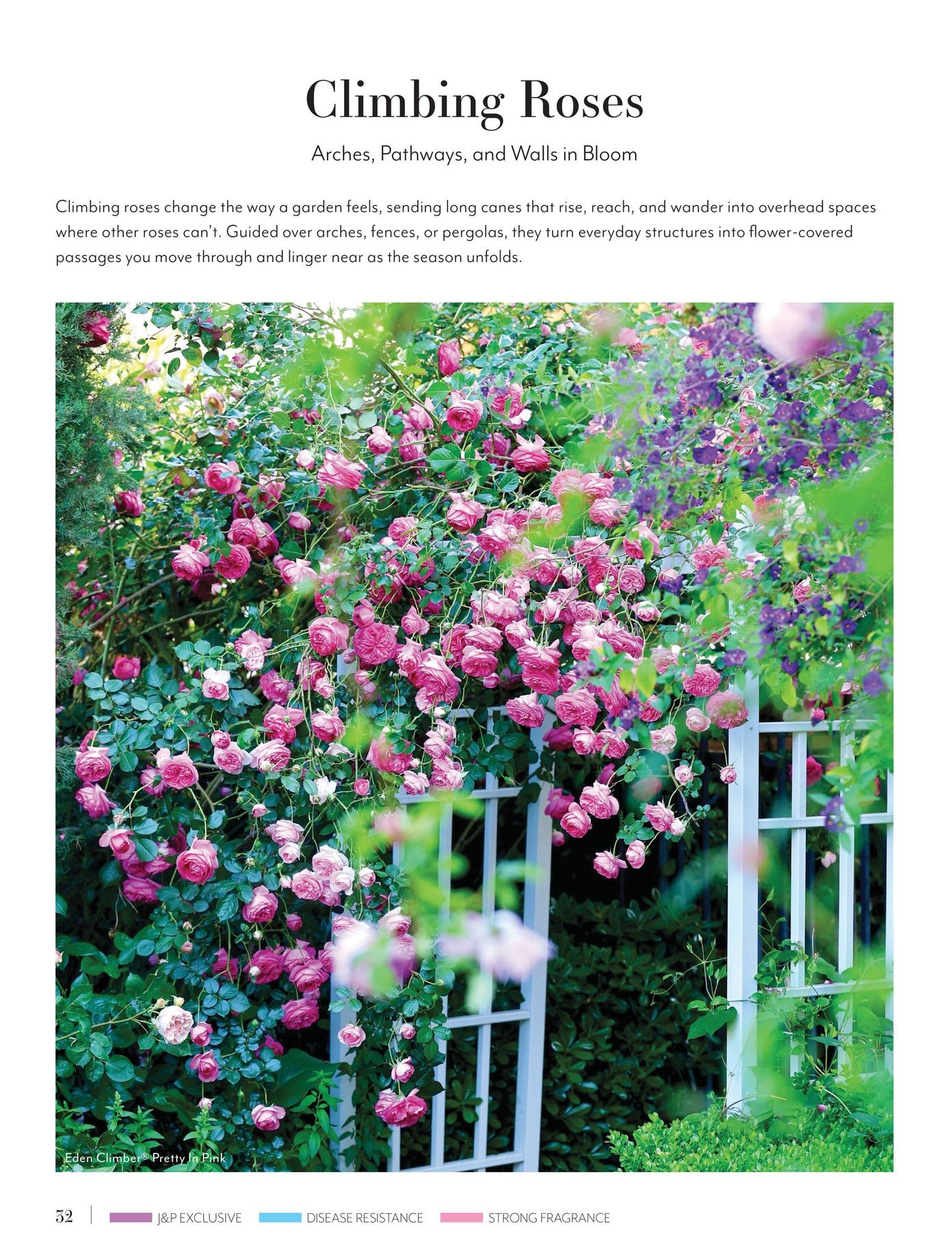 Jackson & Perkins Spring Garden Catalog Weekly Ad January 15, 2026 - January 14, 2027