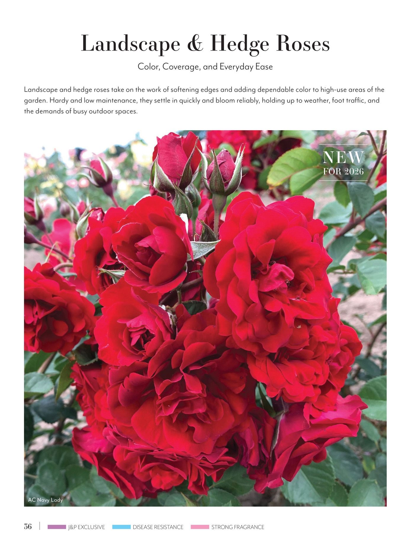 Jackson & Perkins Spring Garden Catalog Weekly Ad January 15, 2026 - January 14, 2027