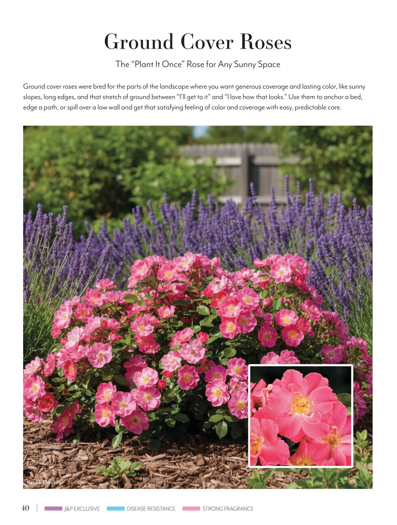 Jackson & Perkins Spring Garden Catalog Weekly Ad January 15, 2026 - January 14, 2027