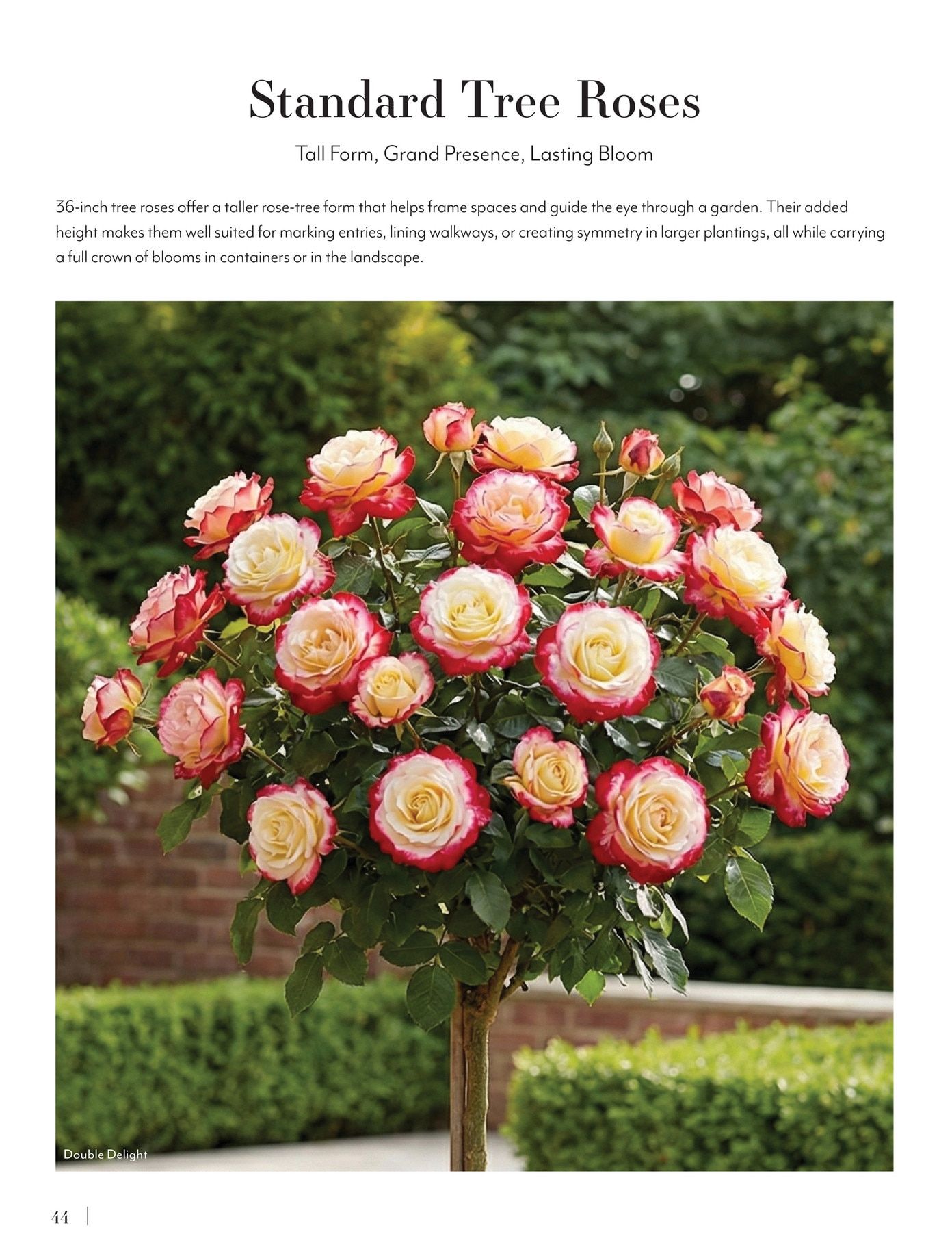 Jackson & Perkins Spring Garden Catalog Weekly Ad January 15, 2026 - January 14, 2027