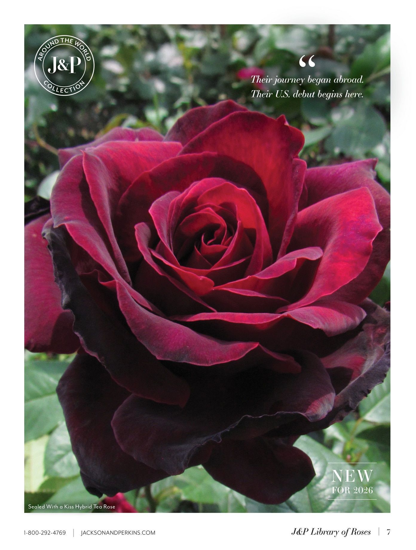 Jackson & Perkins Spring Garden Catalog Weekly Ad January 15, 2026 - January 14, 2027