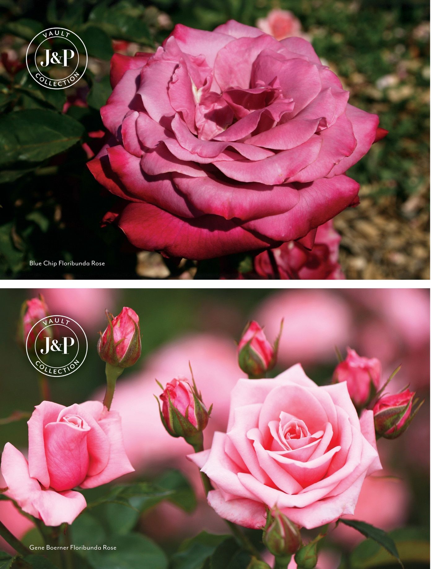 Jackson & Perkins Spring Garden Catalog Weekly Ad January 15, 2026 - January 14, 2027