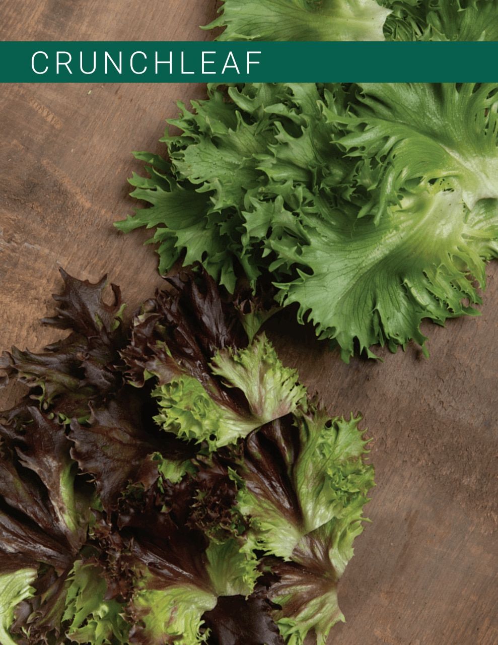 Johnny's Selected Seeds Hydroponic Head Lettuce Catalog Weekly Ad January 1 - December 31, 2026