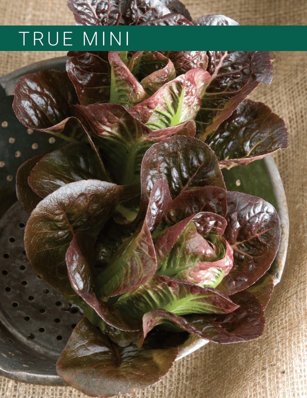 Johnny's Selected Seeds Hydroponic Head Lettuce Catalog Weekly Ad January 1 - December 31, 2026