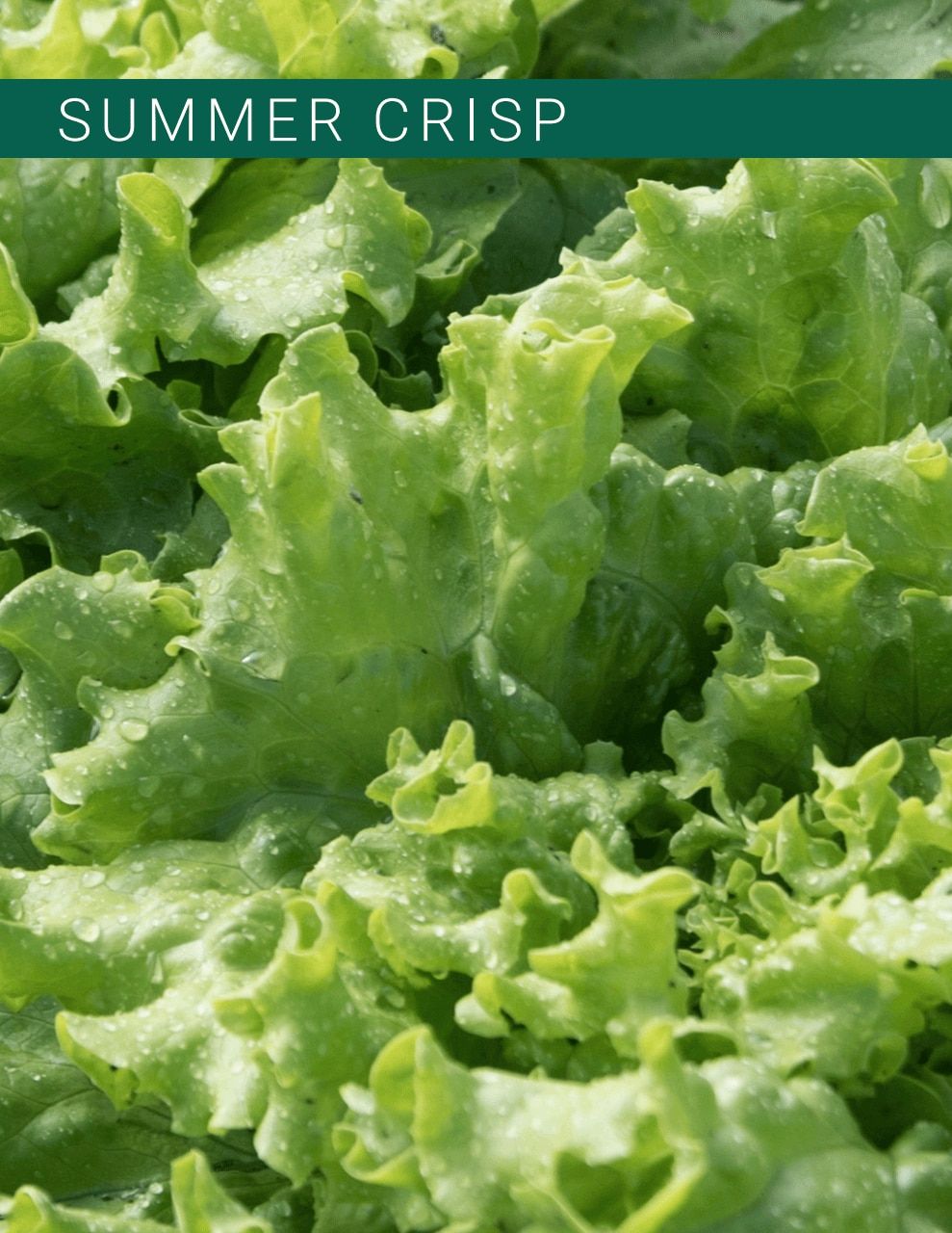 Johnny's Selected Seeds Hydroponic Head Lettuce Catalog Weekly Ad January 1 - December 31, 2026