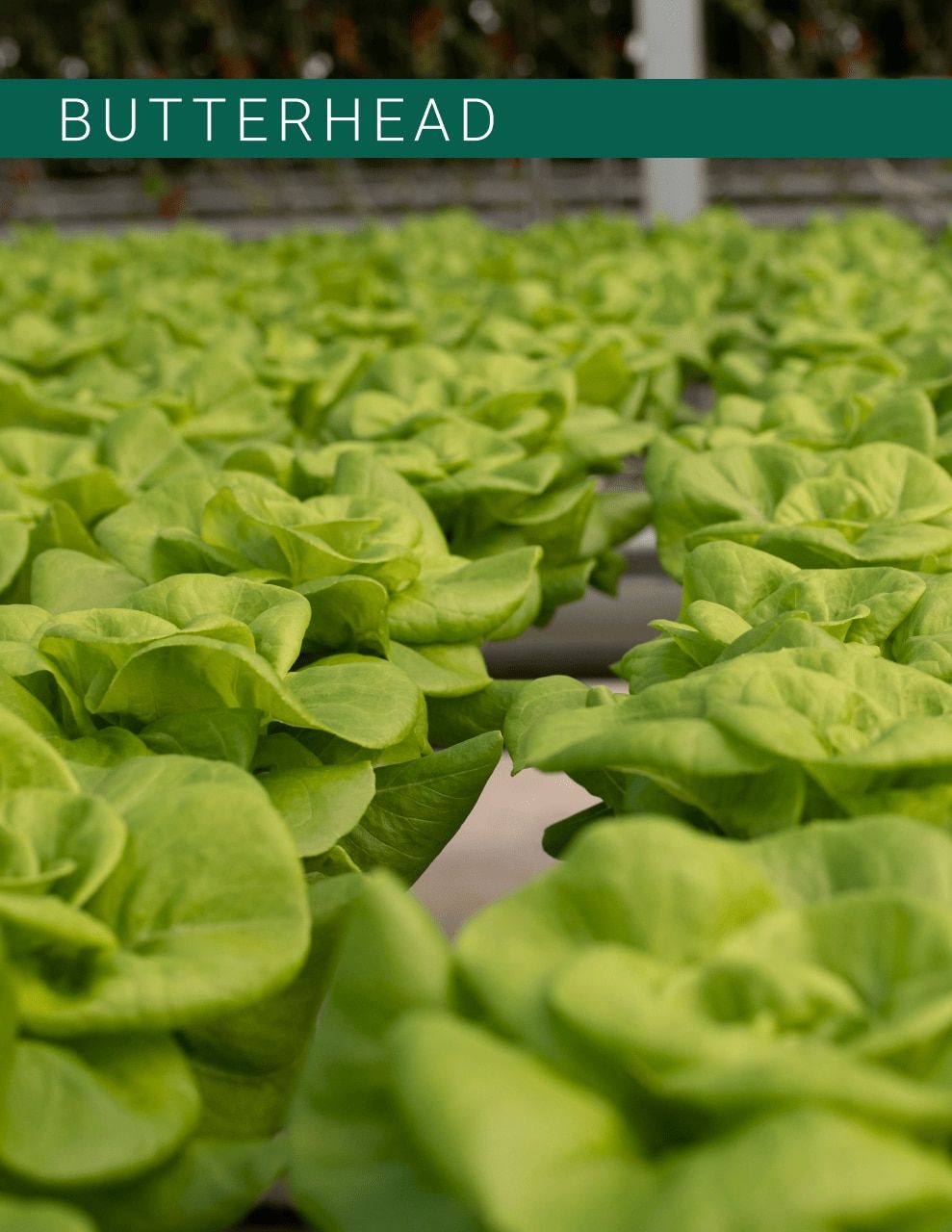 Johnny's Selected Seeds Hydroponic Head Lettuce Catalog Weekly Ad January 1 - December 31, 2026