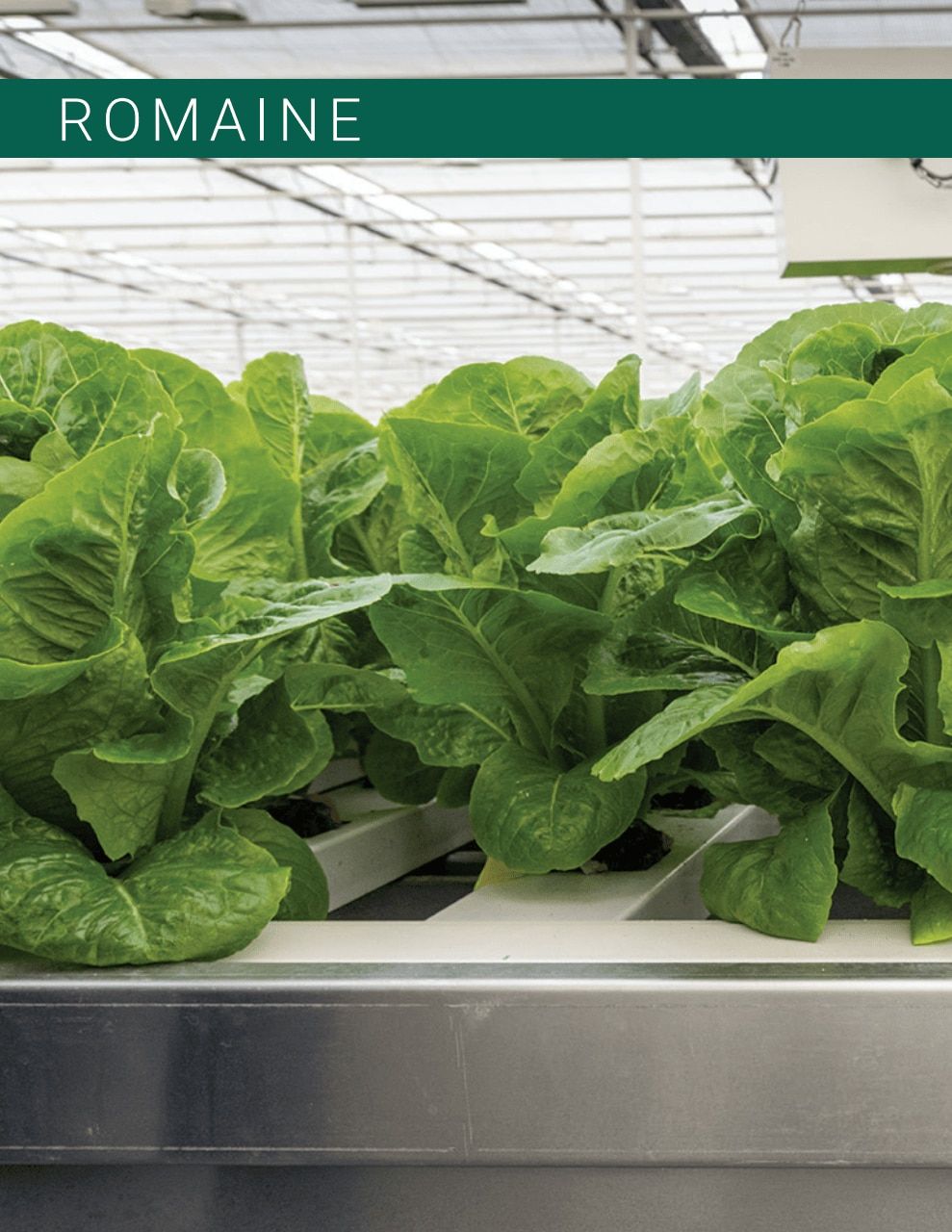 Johnny's Selected Seeds Hydroponic Head Lettuce Catalog Weekly Ad January 1 - December 31, 2026