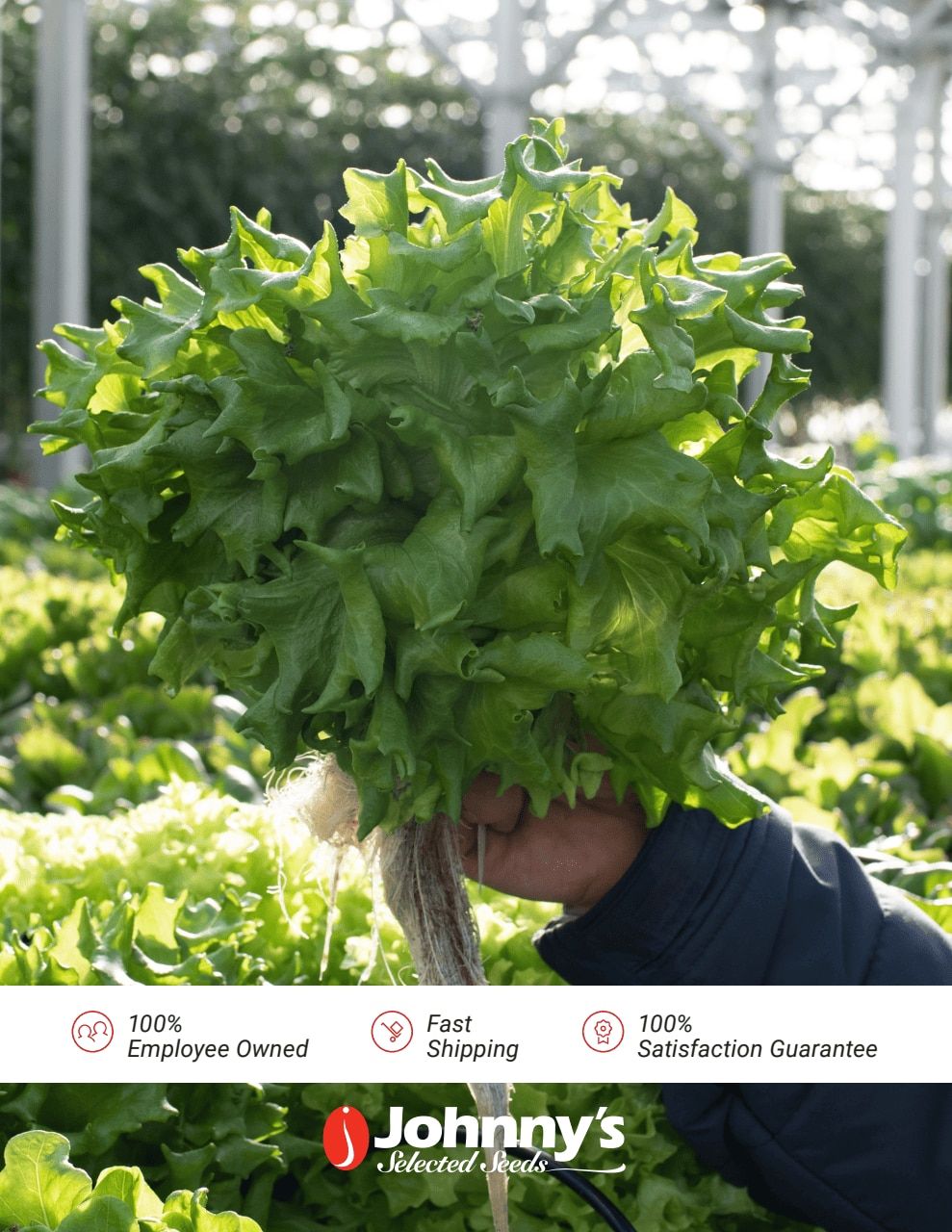 Johnny's Selected Seeds Hydroponic Head Lettuce Catalog Weekly Ad January 1 - December 31, 2026