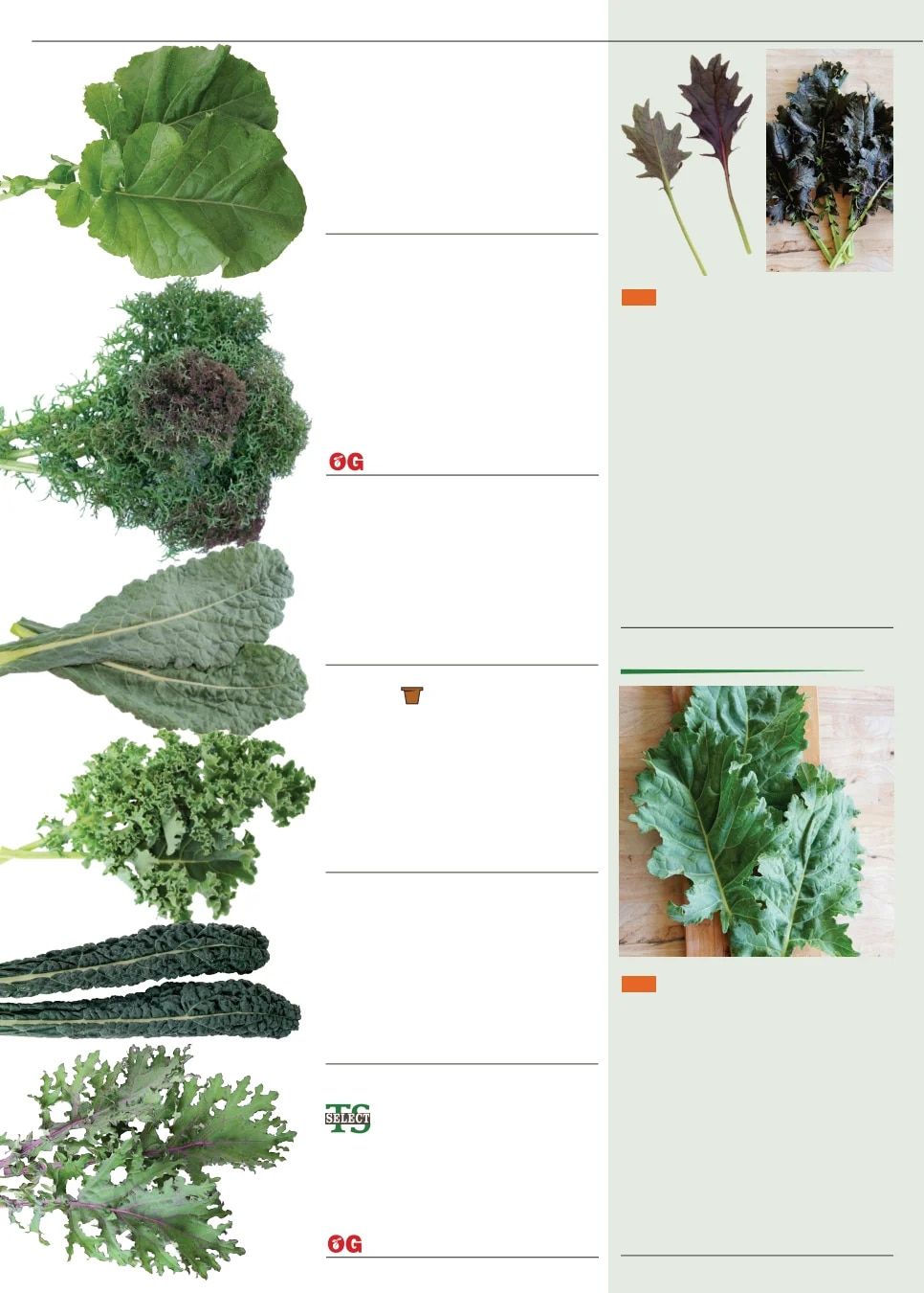 Territorial Seed Fall and Winter Catalog Weekly Ad July 1, 2026 - March 31, 2027