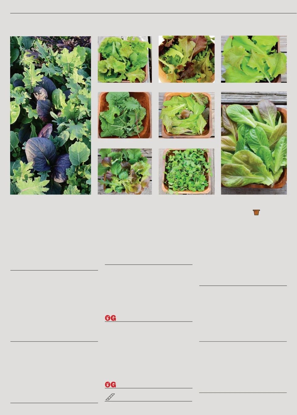 Territorial Seed Fall and Winter Catalog Weekly Ad July 1, 2026 - March 31, 2027