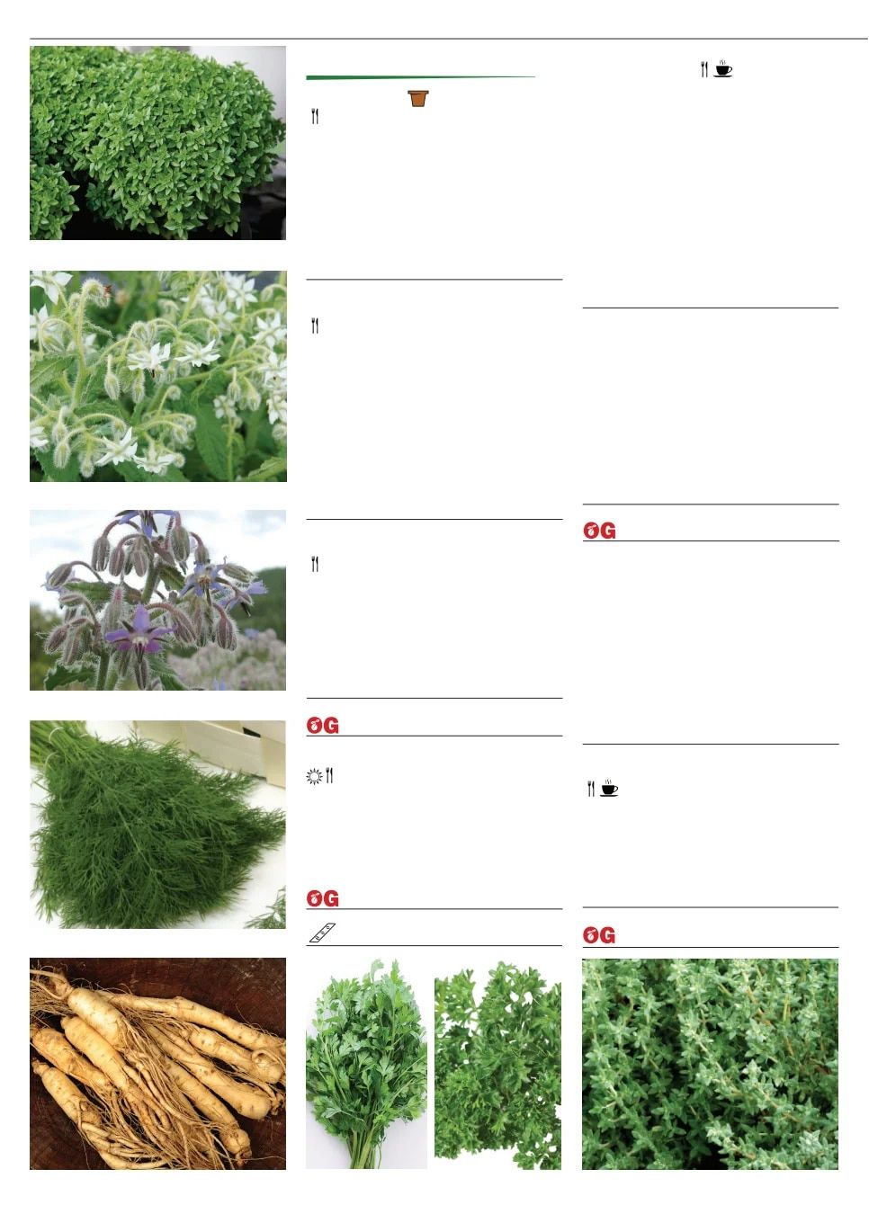 Territorial Seed Fall and Winter Catalog Weekly Ad July 1, 2026 - March 31, 2027