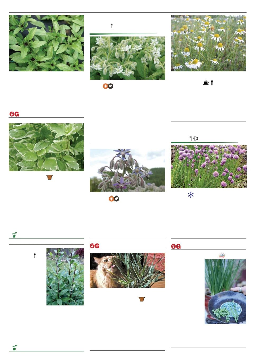 Territorial Seed Spring Catalog Weekly Ad January 1 - September 30, 2026