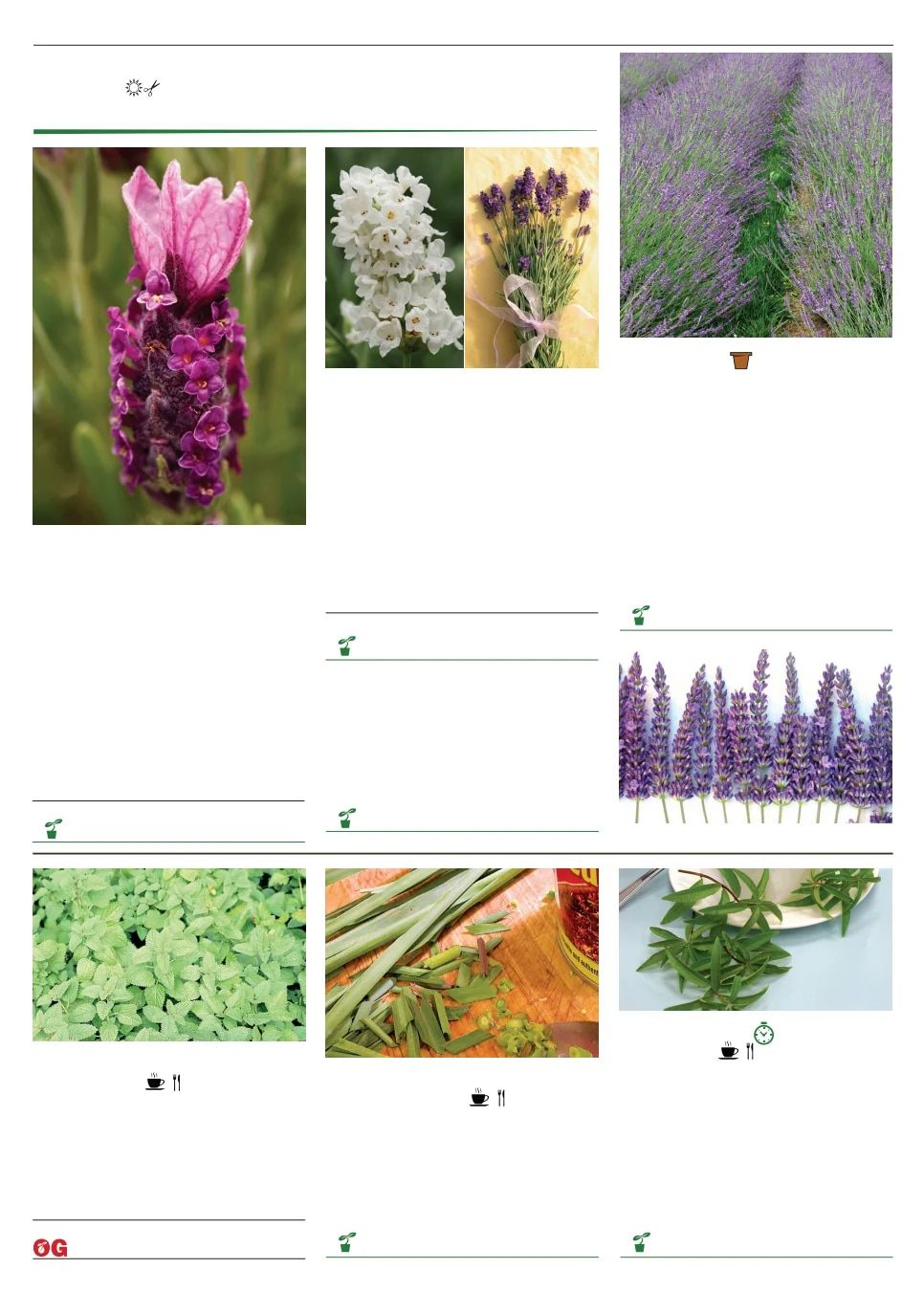 Territorial Seed Spring Catalog Weekly Ad January 1 - September 30, 2026