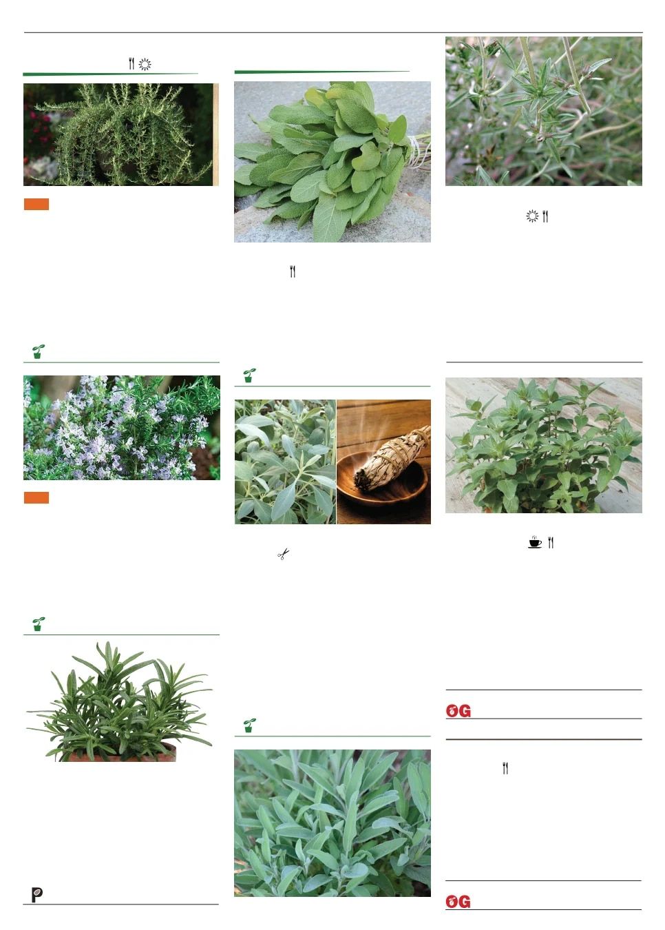 Territorial Seed Spring Catalog Weekly Ad January 1 - September 30, 2026