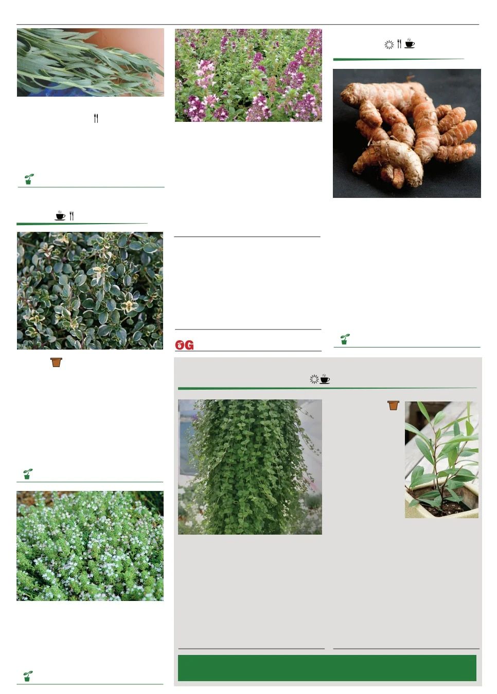 Territorial Seed Spring Catalog Weekly Ad January 1 - September 30, 2026