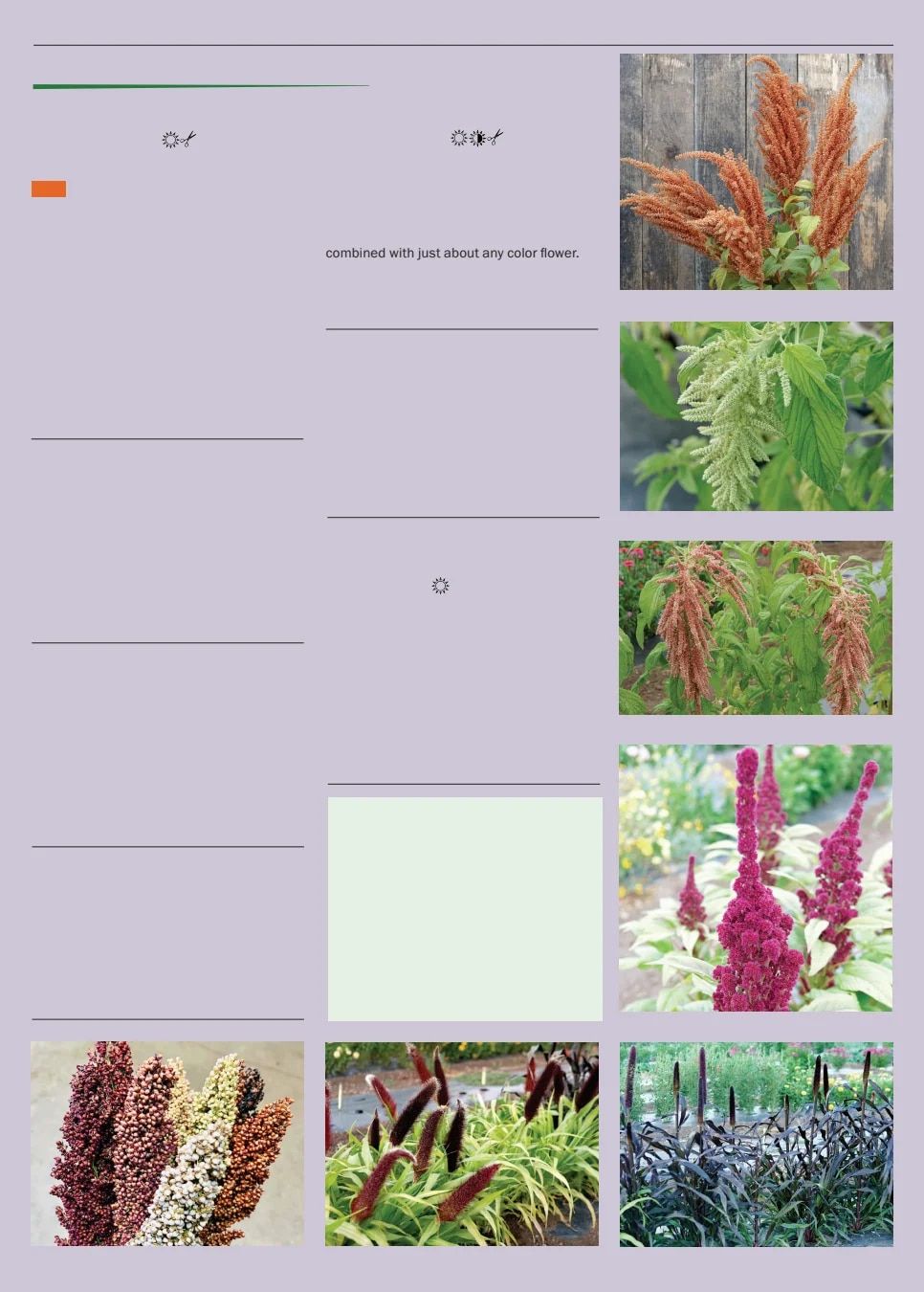 Territorial Seed Spring Catalog Weekly Ad January 1 - September 30, 2026