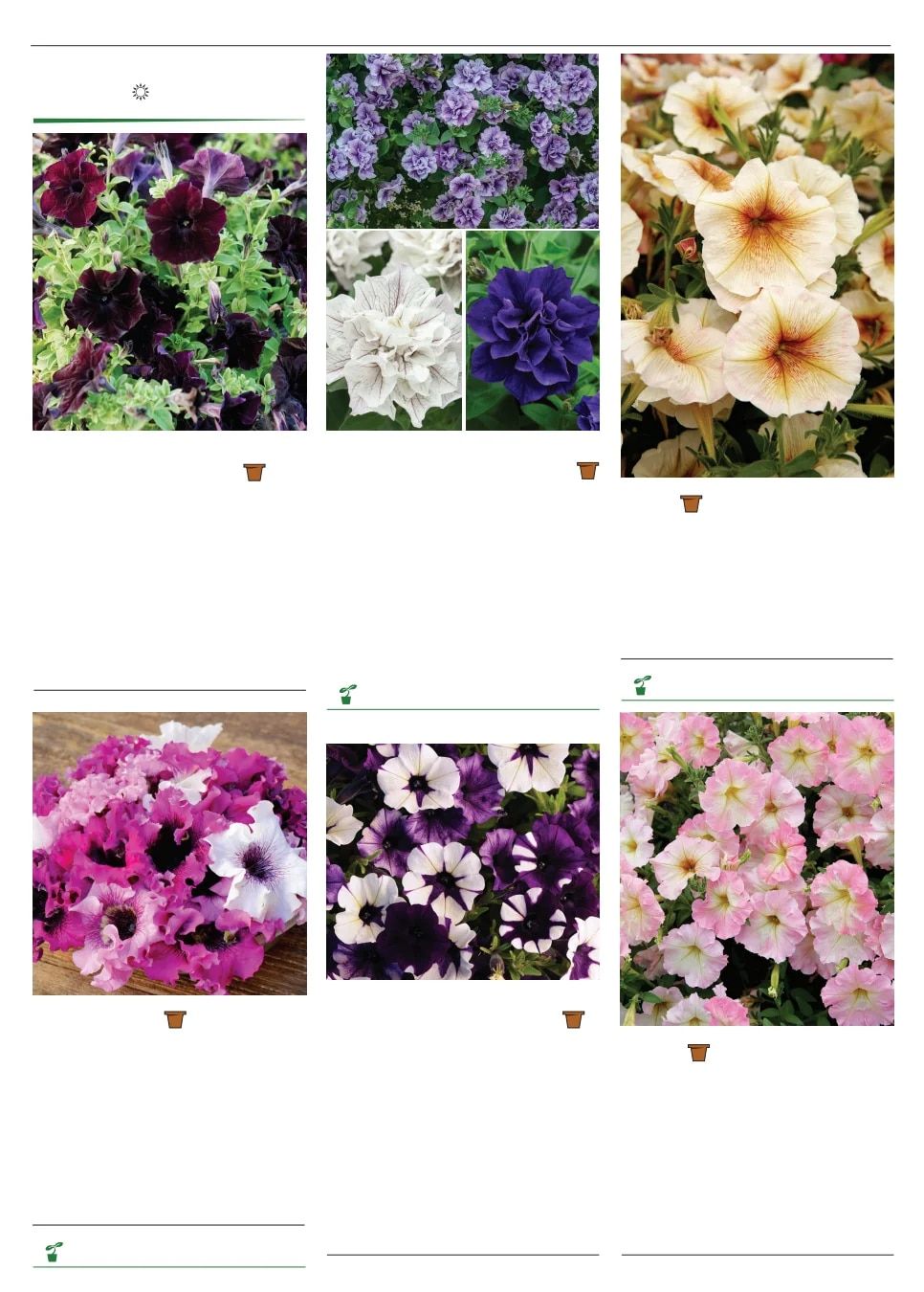 Territorial Seed Spring Catalog Weekly Ad January 1 - September 30, 2026
