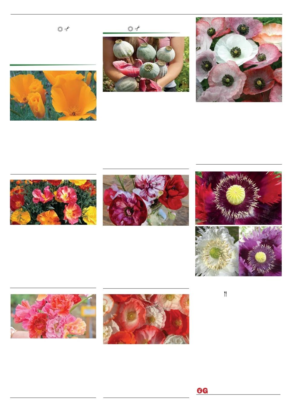Territorial Seed Spring Catalog Weekly Ad January 1 - September 30, 2026