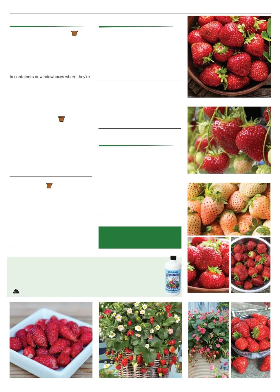 Territorial Seed Spring Catalog Weekly Ad January 1 - September 30, 2026