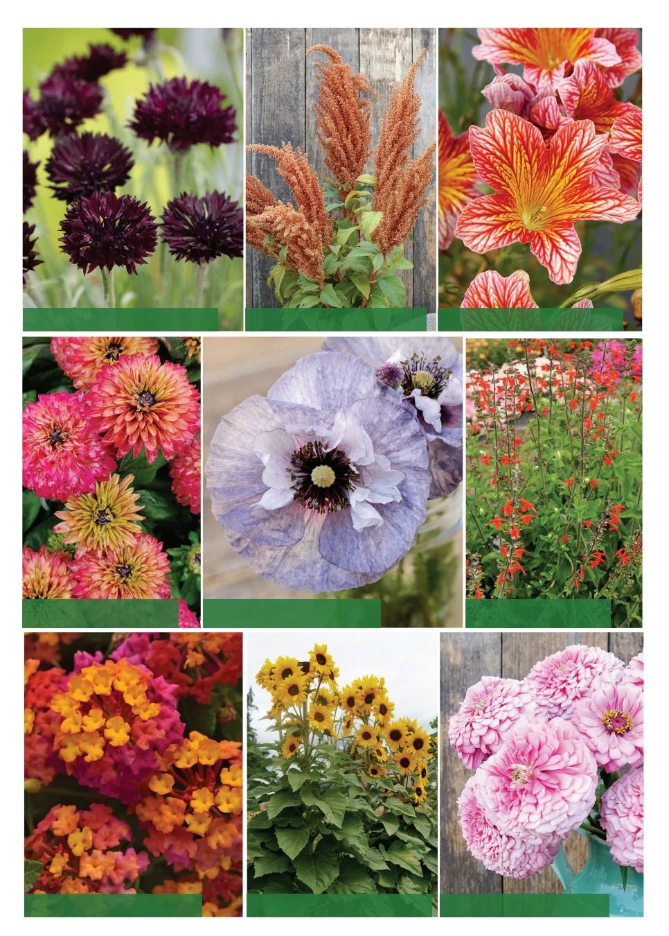 Territorial Seed Spring Catalog Weekly Ad January 1 - September 30, 2026
