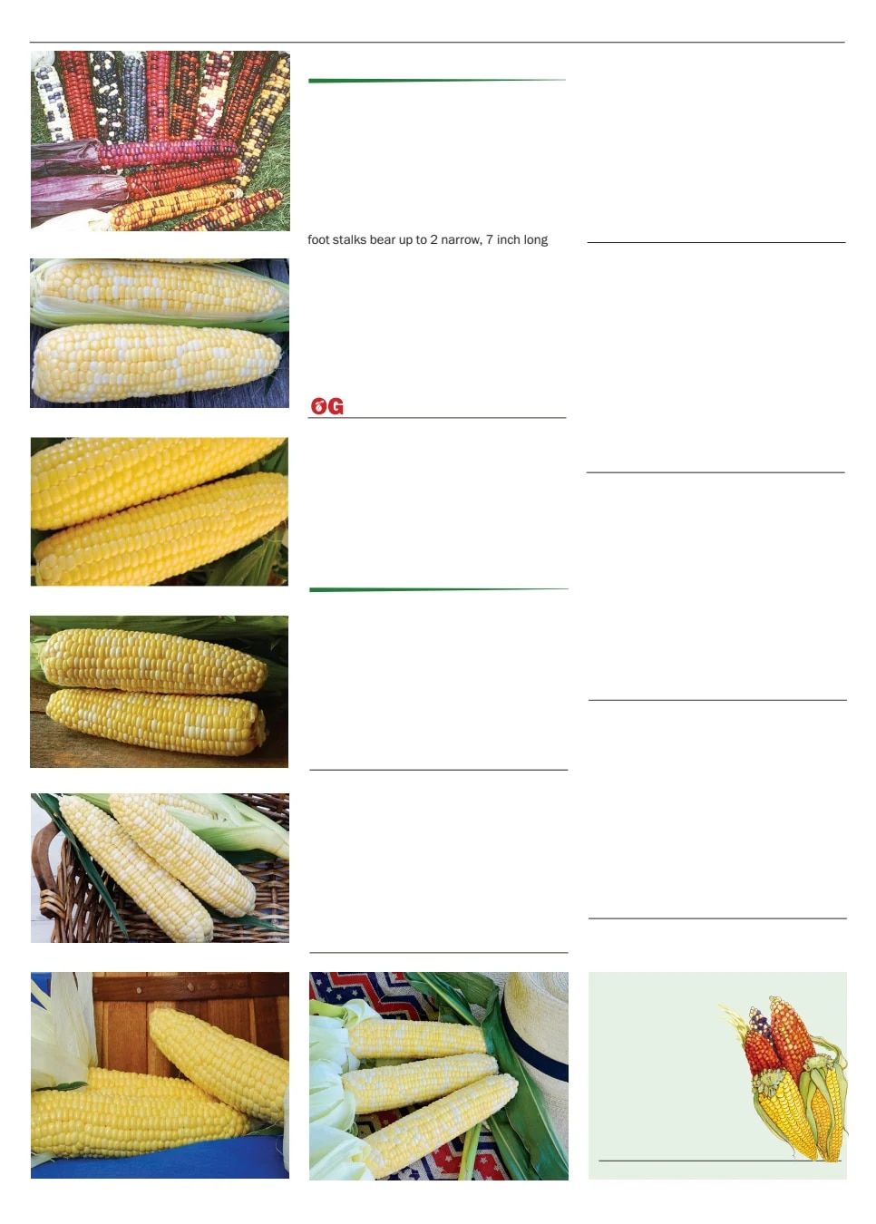 Territorial Seed Spring Catalog Weekly Ad January 1 - September 30, 2026