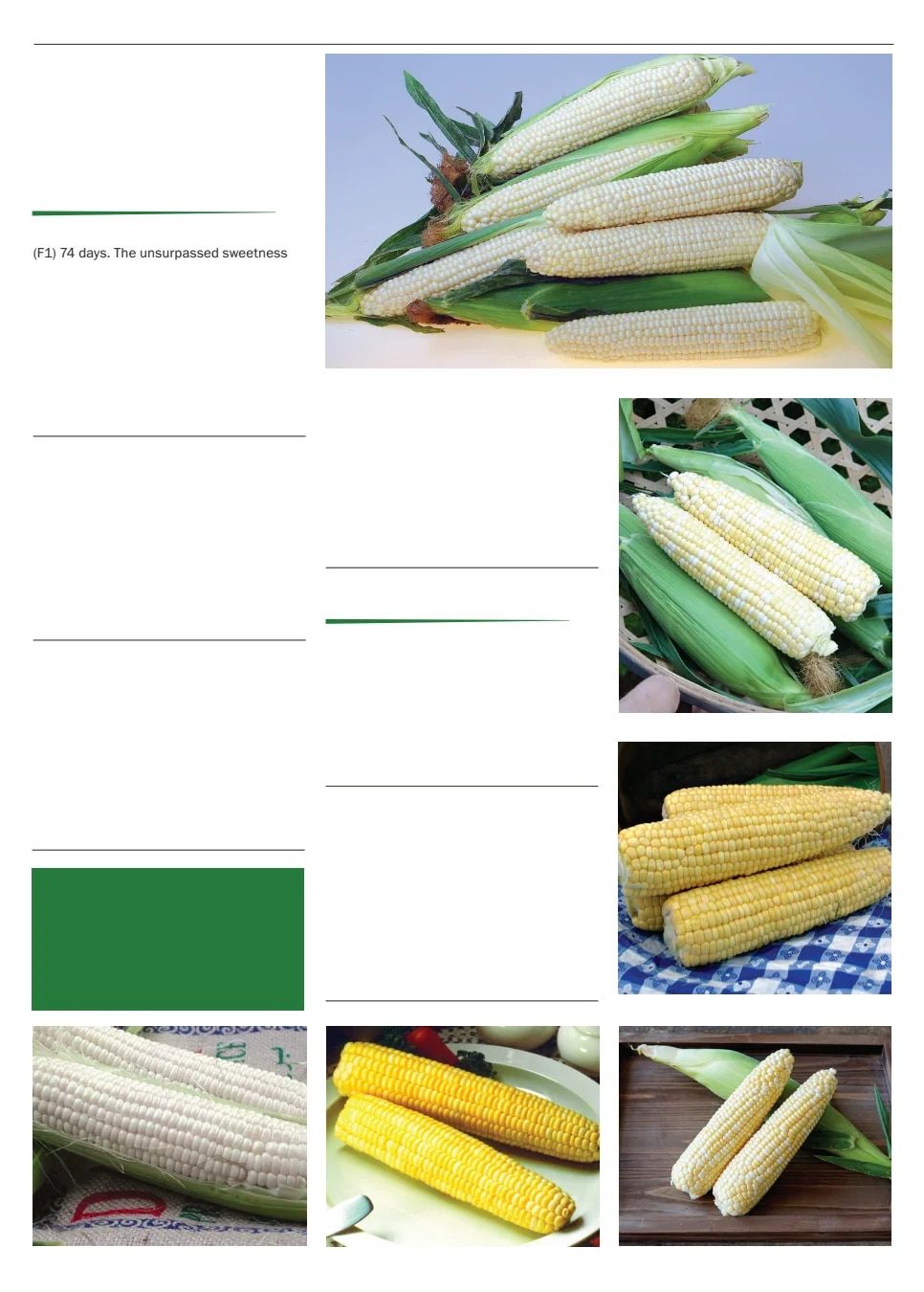 Territorial Seed Spring Catalog Weekly Ad January 1 - September 30, 2026