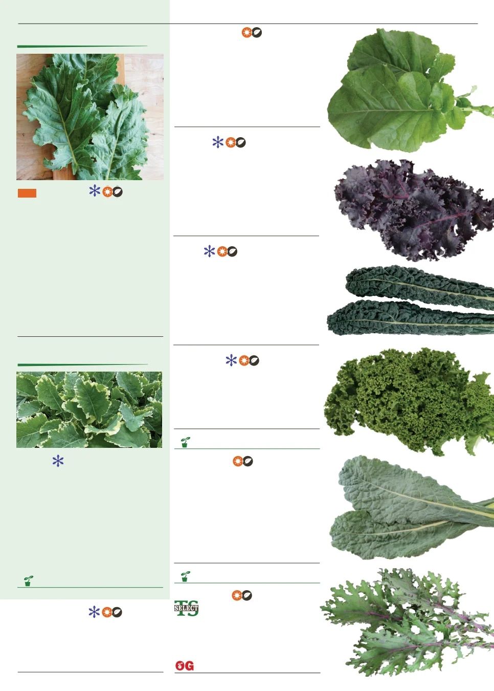 Territorial Seed Spring Catalog Weekly Ad January 1 - September 30, 2026
