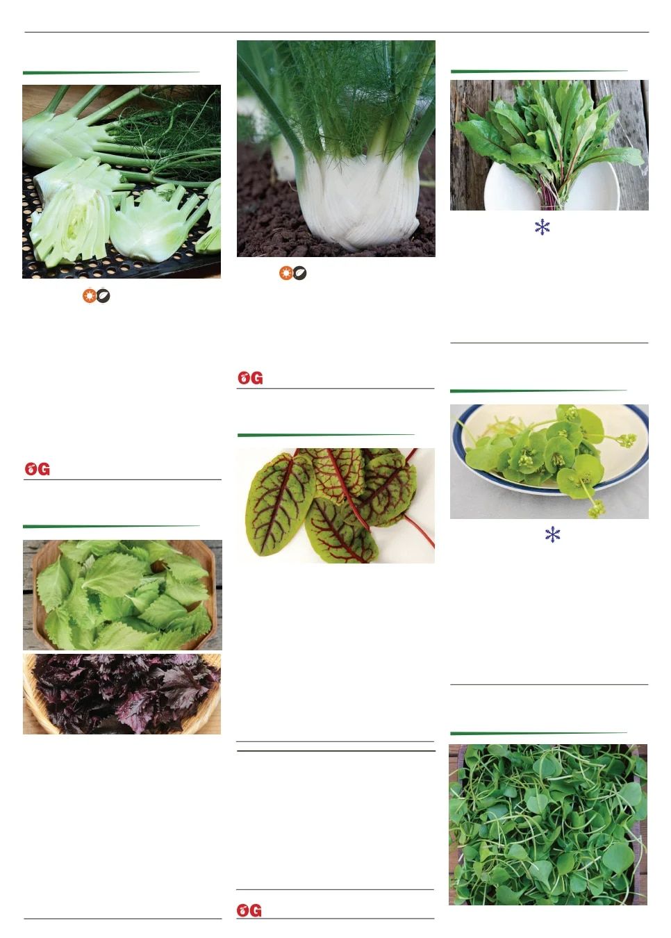 Territorial Seed Spring Catalog Weekly Ad January 1 - September 30, 2026