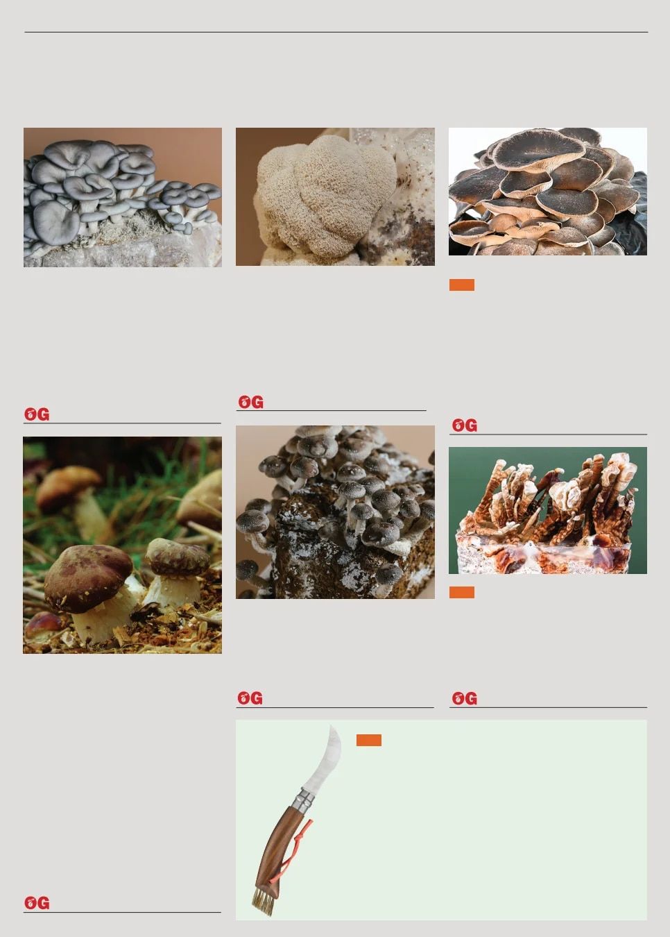 Territorial Seed Spring Catalog Weekly Ad January 1 - September 30, 2026