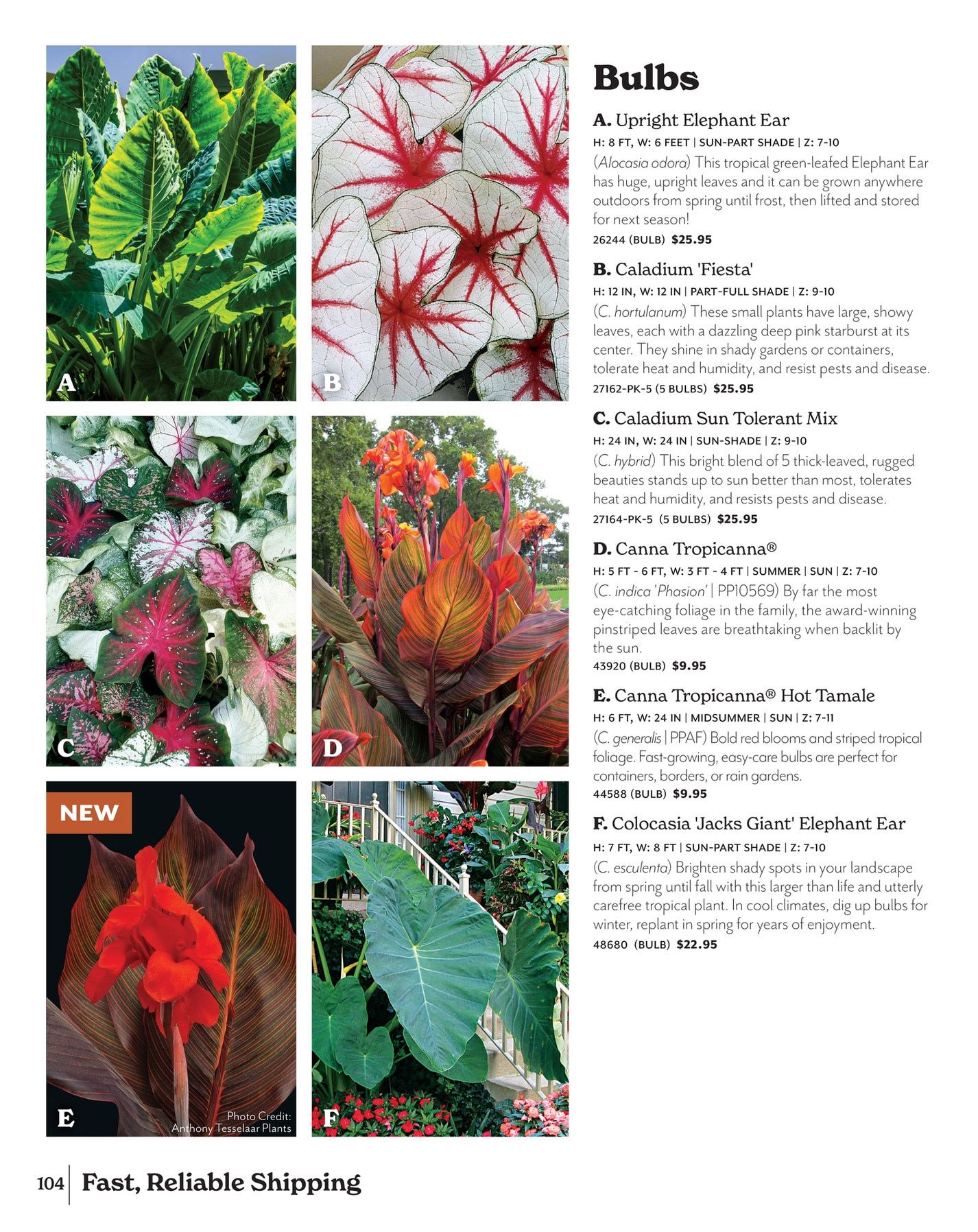Park Seed Big Seed Spring Catalog Weekly Ad January 1 - December 31, 2026