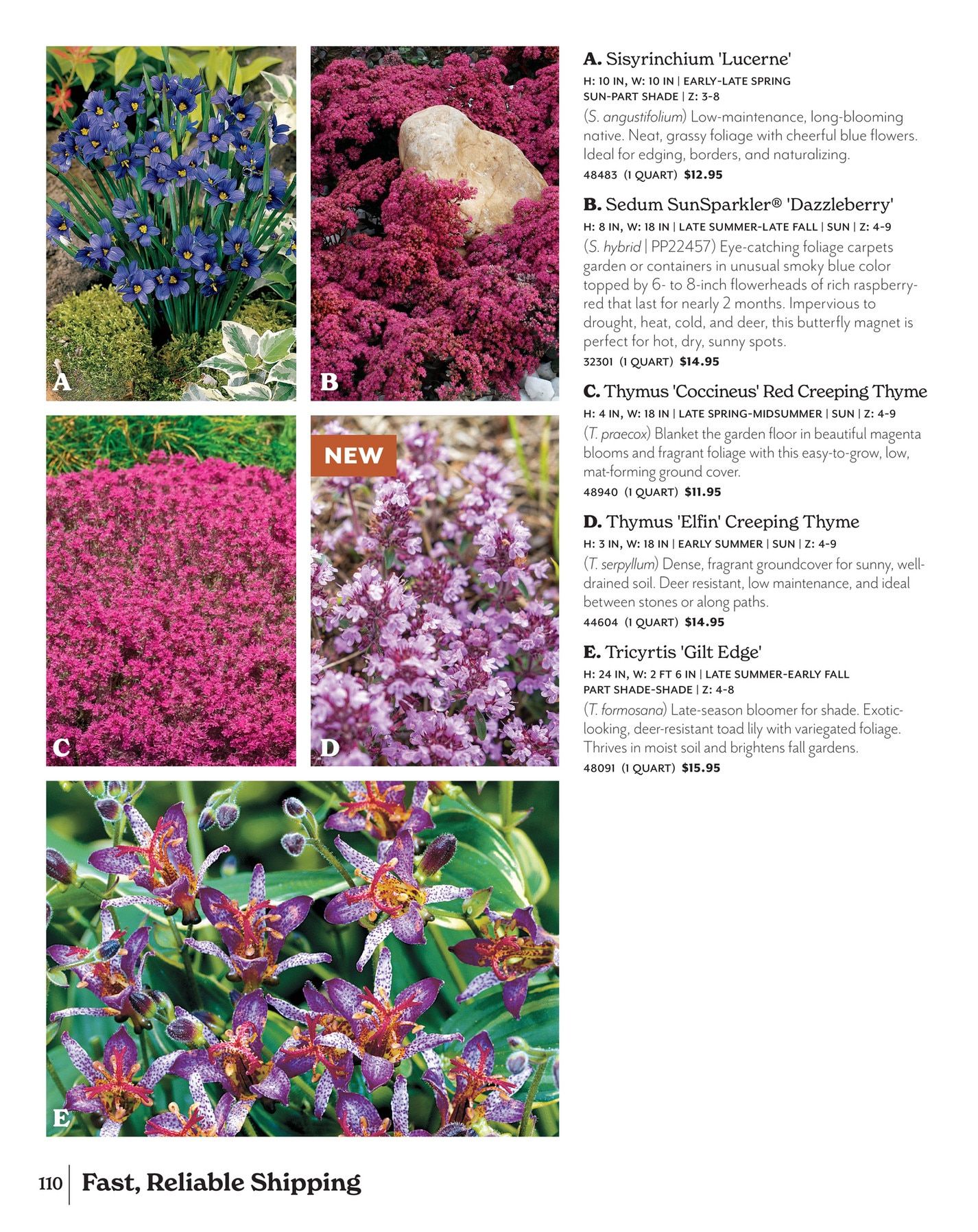 Park Seed Big Seed Spring Catalog Weekly Ad January 1 - December 31, 2026