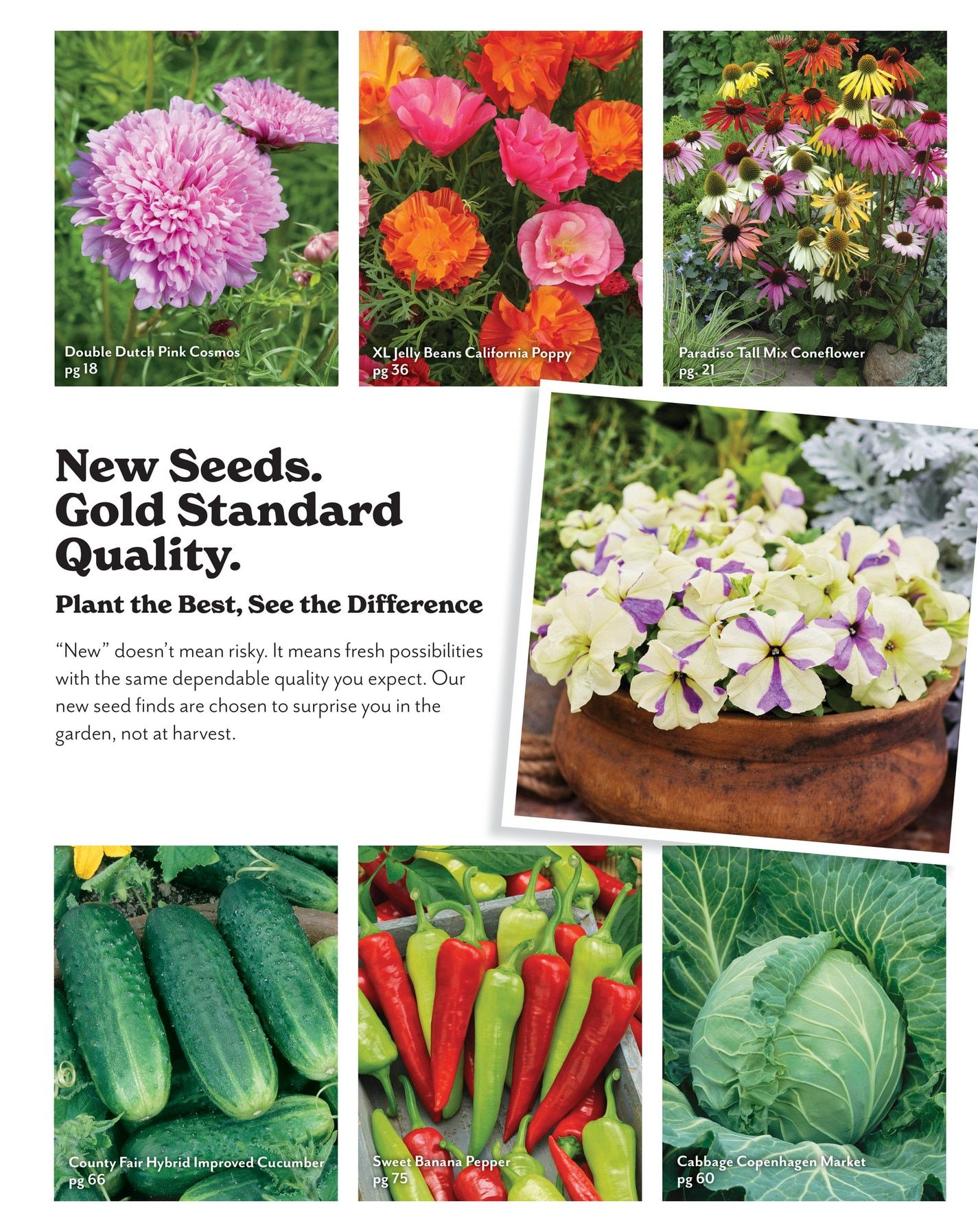 Park Seed Big Seed Spring Catalog Weekly Ad January 1 - December 31, 2026