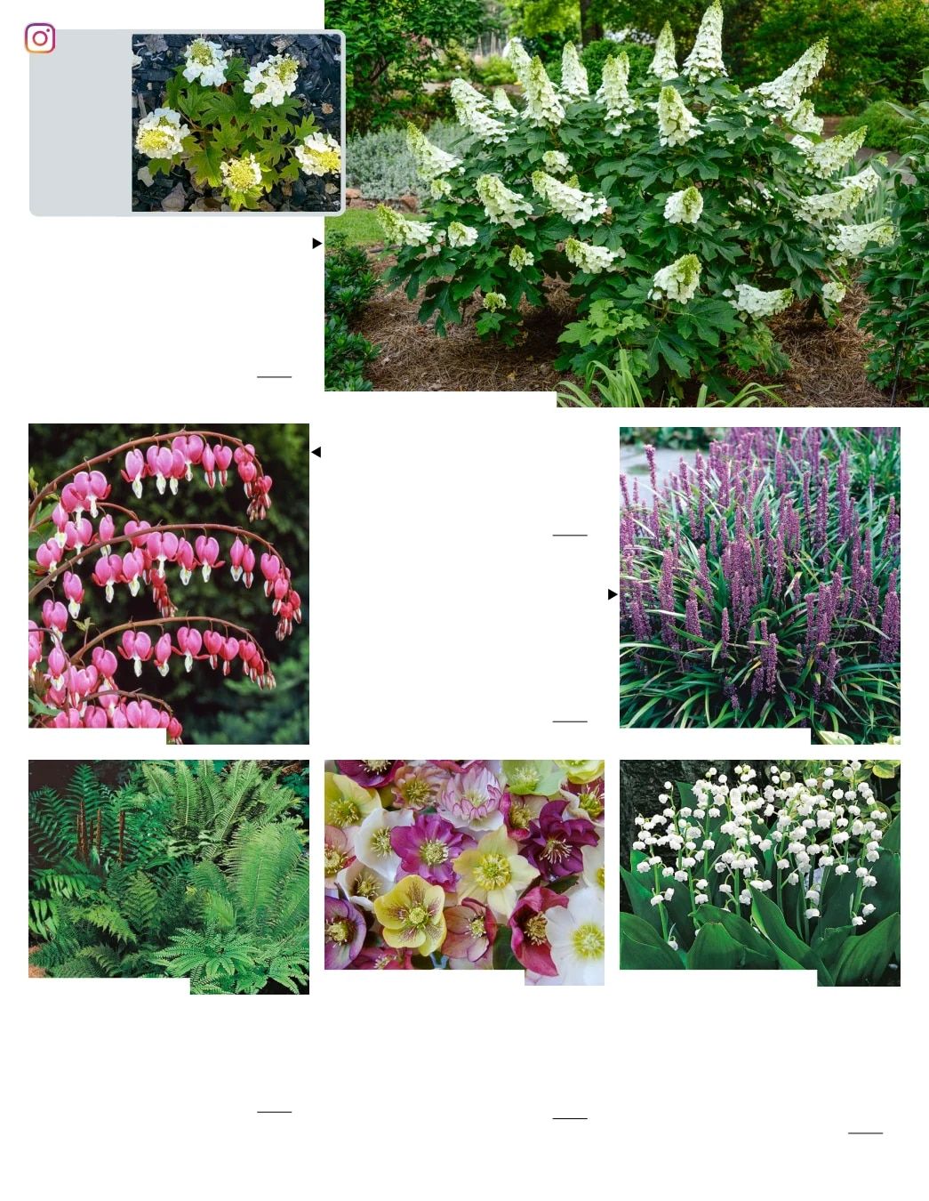 Gurney's Seed & Nursery Co. Fall Catalog Weekly Ad July 1 - December 31, 2026