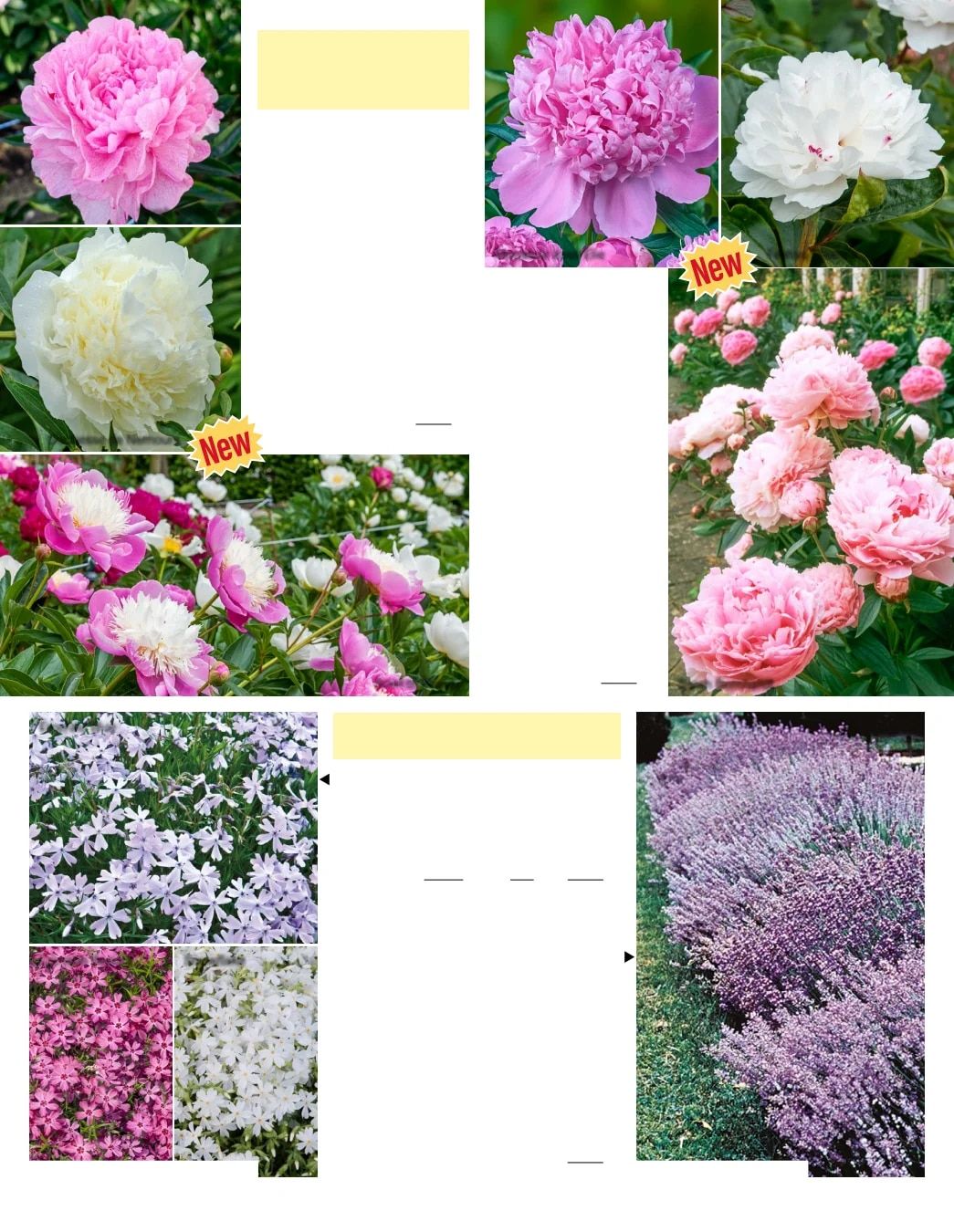 Gurney's Seed & Nursery Co. Fall Catalog Weekly Ad July 1 - December 31, 2026