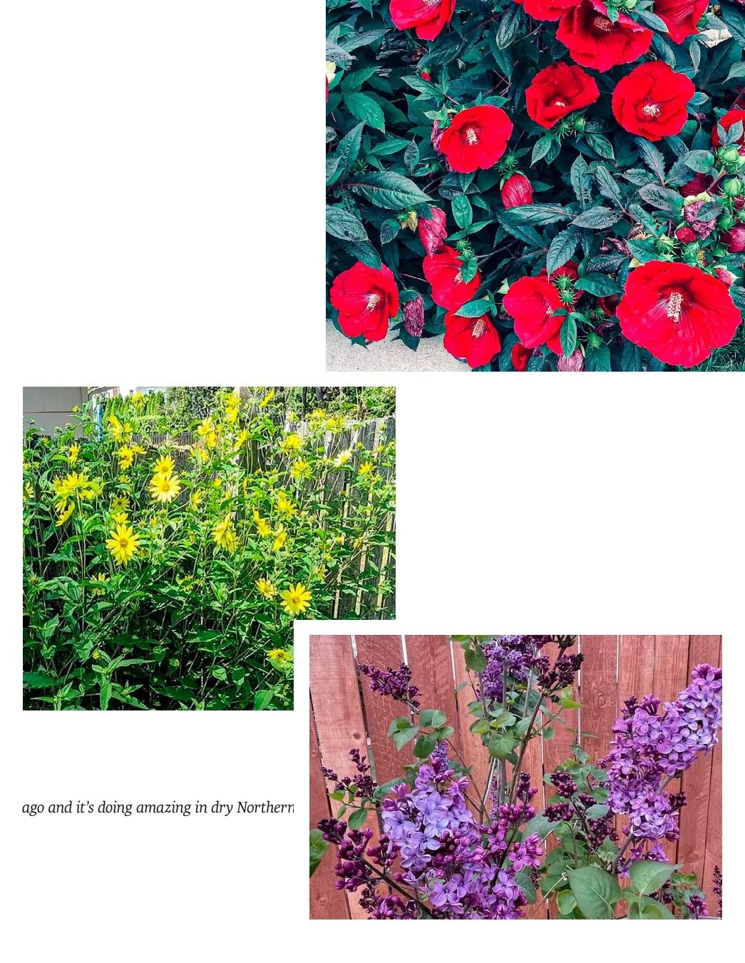 Gurney's Seed & Nursery Co. Fall Catalog Weekly Ad July 1 - December 31, 2026