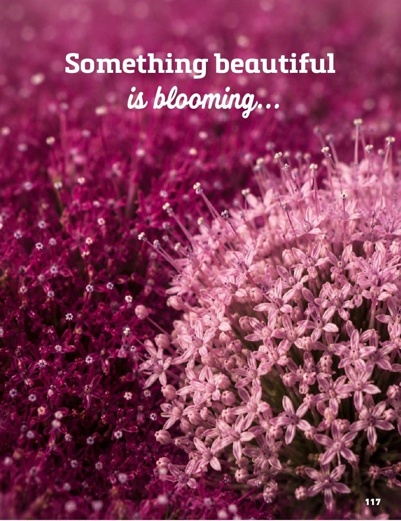 Harris Seeds Bedding Plant Grower's Catalog Weekly Ad January 1 - December 31, 2027