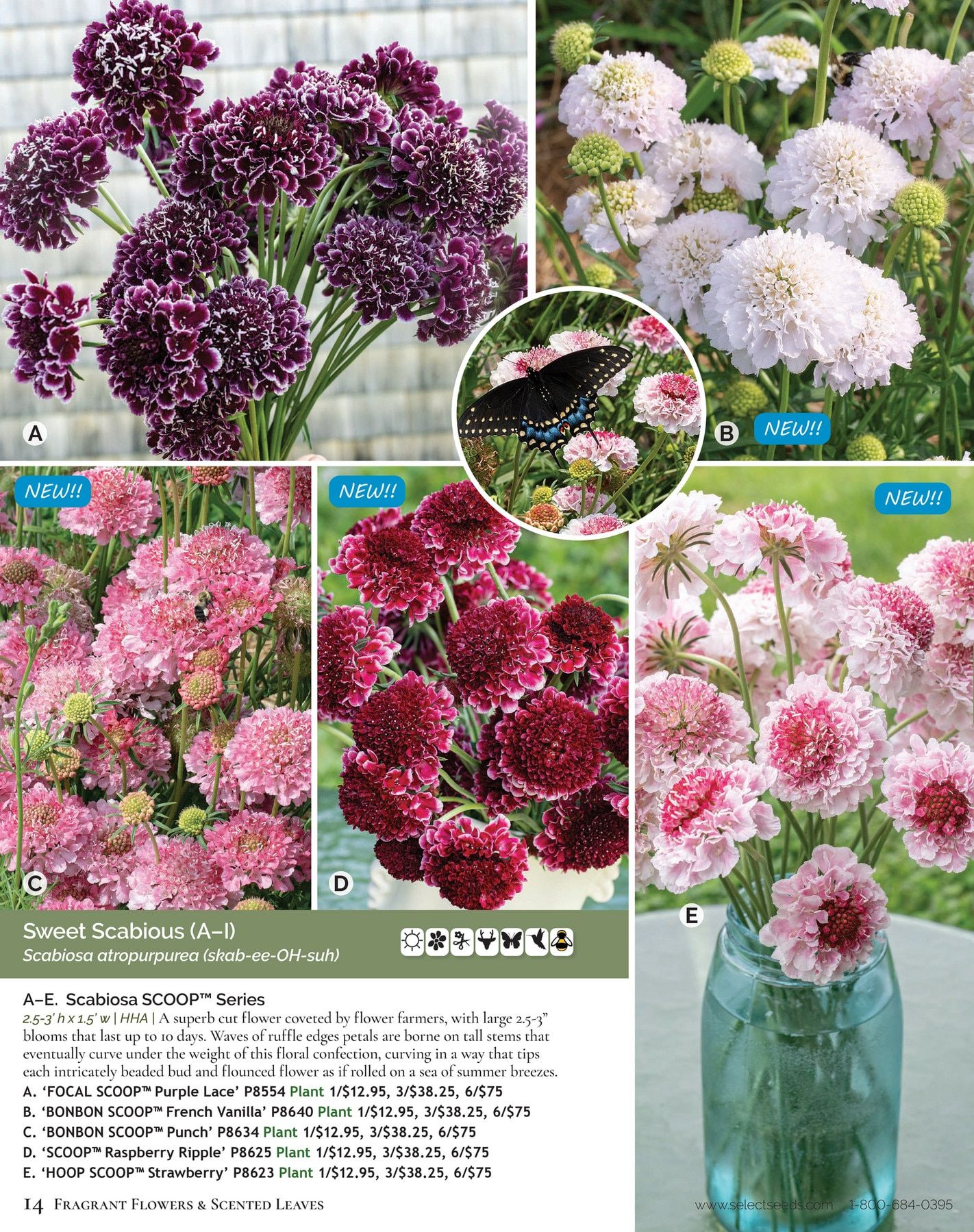 Select Seeds Annual Catalog Weekly Ad January 1 - December 31, 2026