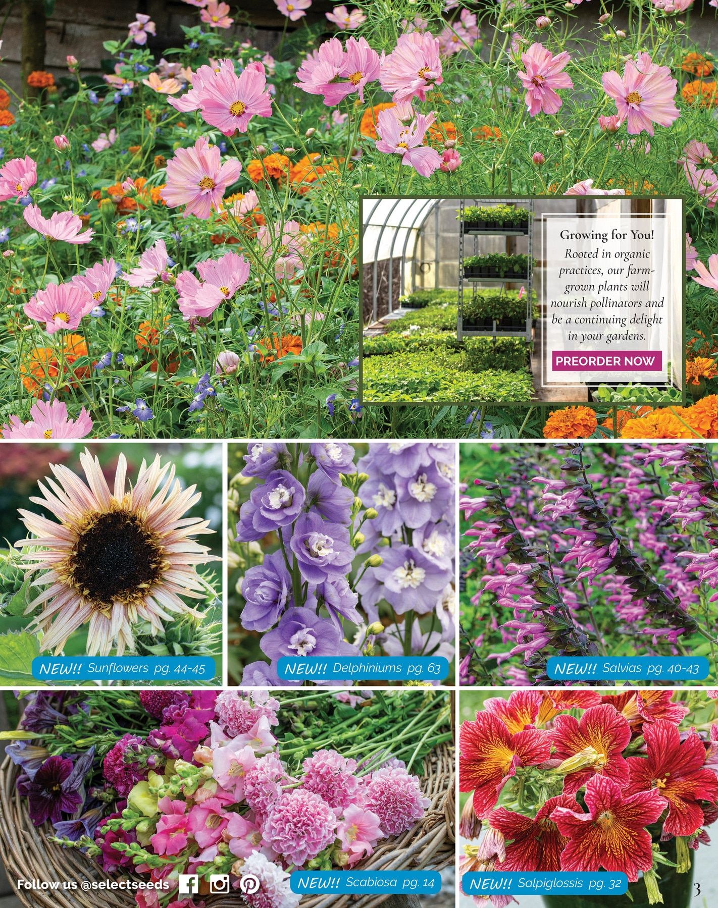 Select Seeds Annual Catalog Weekly Ad January 1 - December 31, 2026