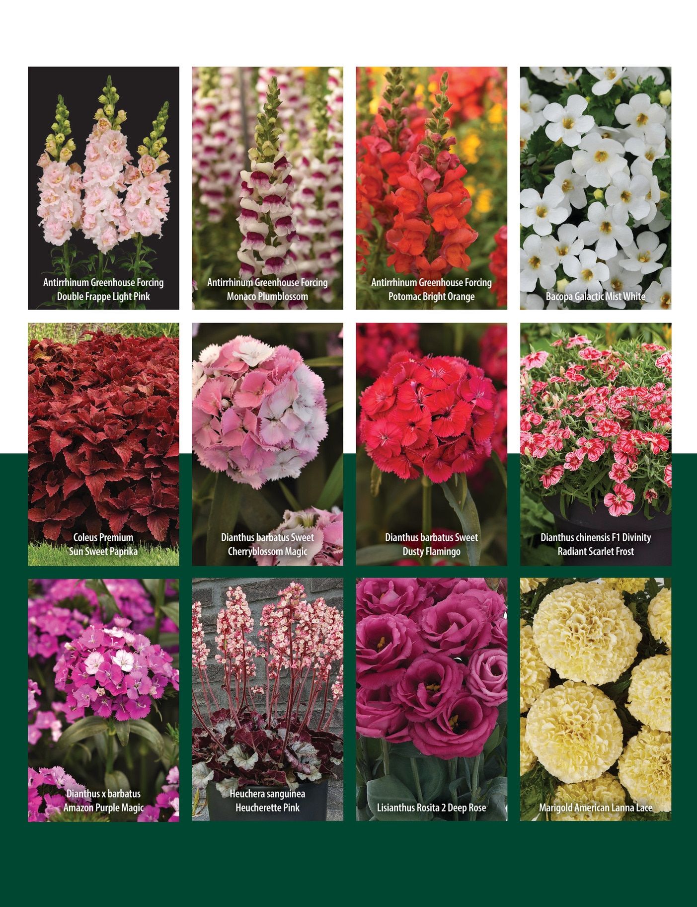 GeoSeed Professional Seed Catalog Weekly Ad July 1, 2026 - June 30, 2027