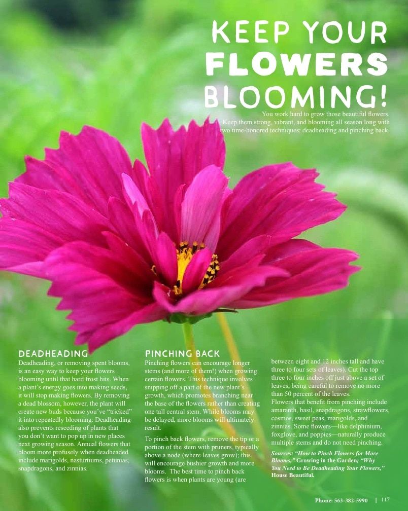 Seed Savers Exchange Annual Catalog Weekly Ad January 1 - December 31, 2026