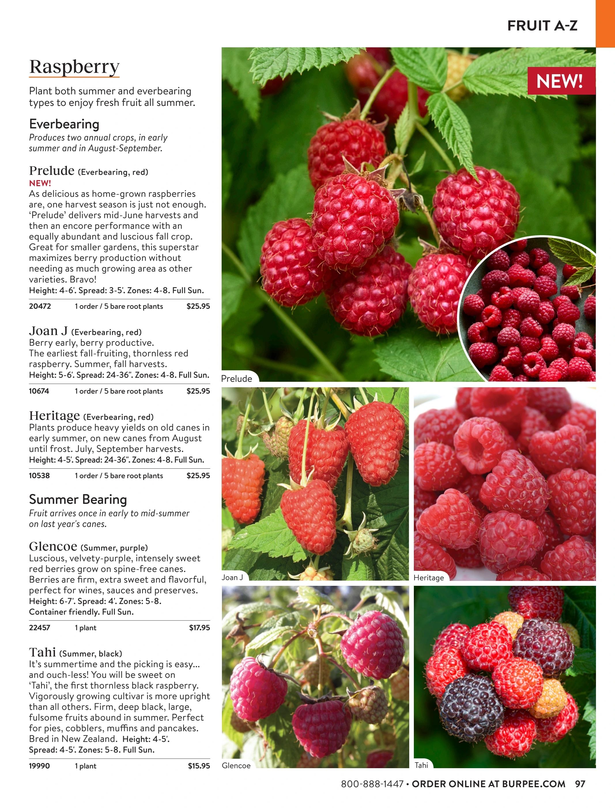 Burpee Annual Seed Catalog Weekly Ad January 1 - December 31, 2026