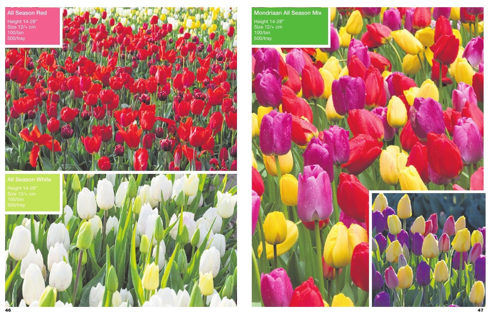 A.D.R. Bulbs Spring Wholesale Bulb Catalog Weekly Ad January 1 - December 31, 2026